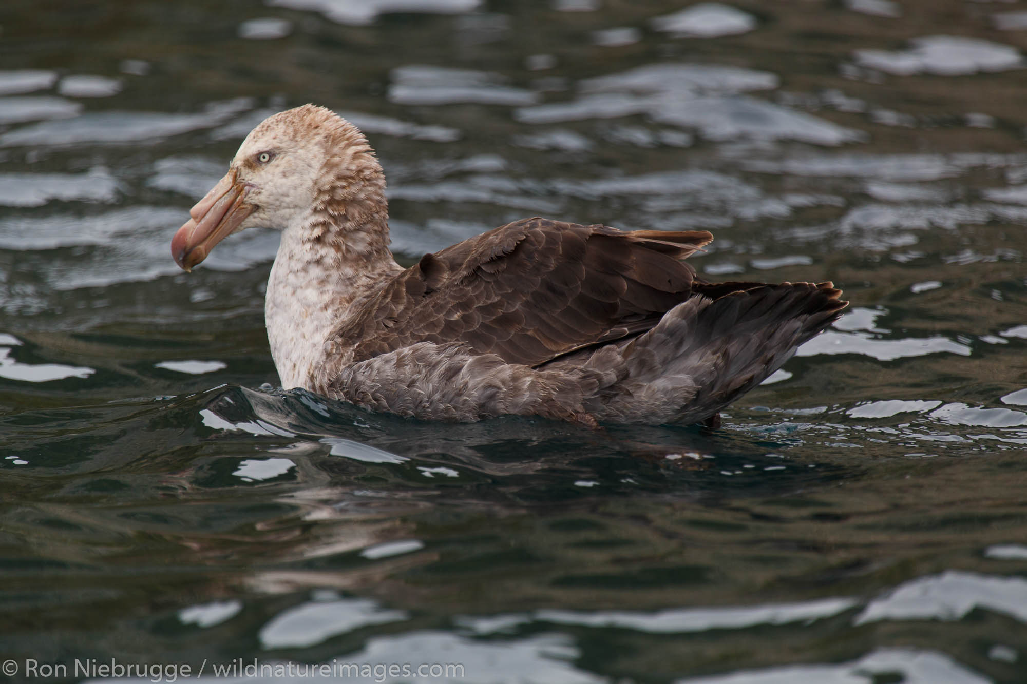 Giant Petrel, Cooper Bay, South Georgia, Antarctica.