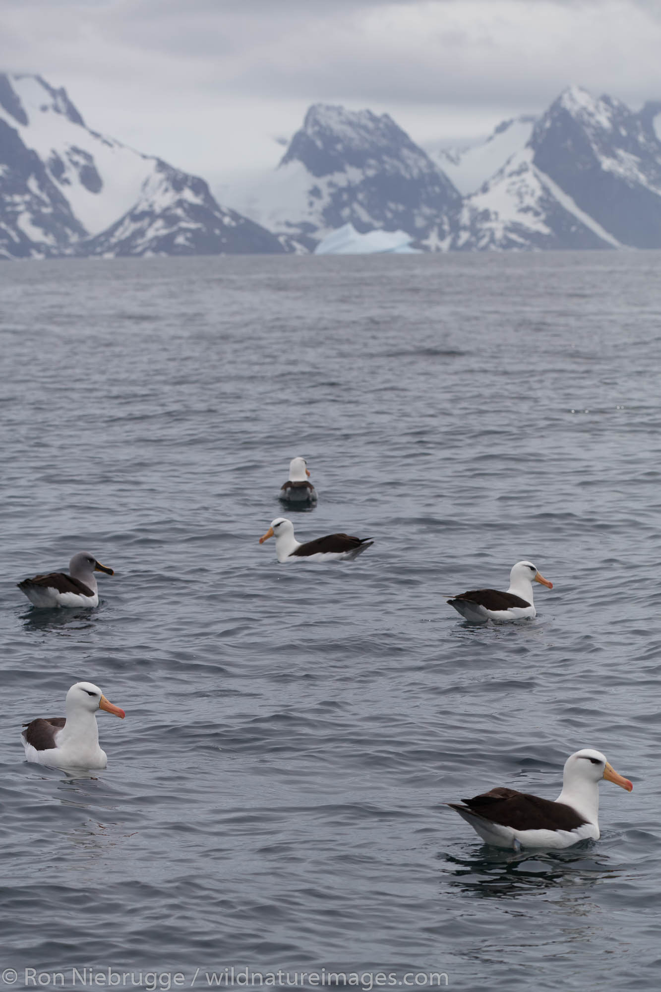 Black-browed albatross (Thalassarche melanophrys), Cooper Bay, South Georgia, Antarctica.