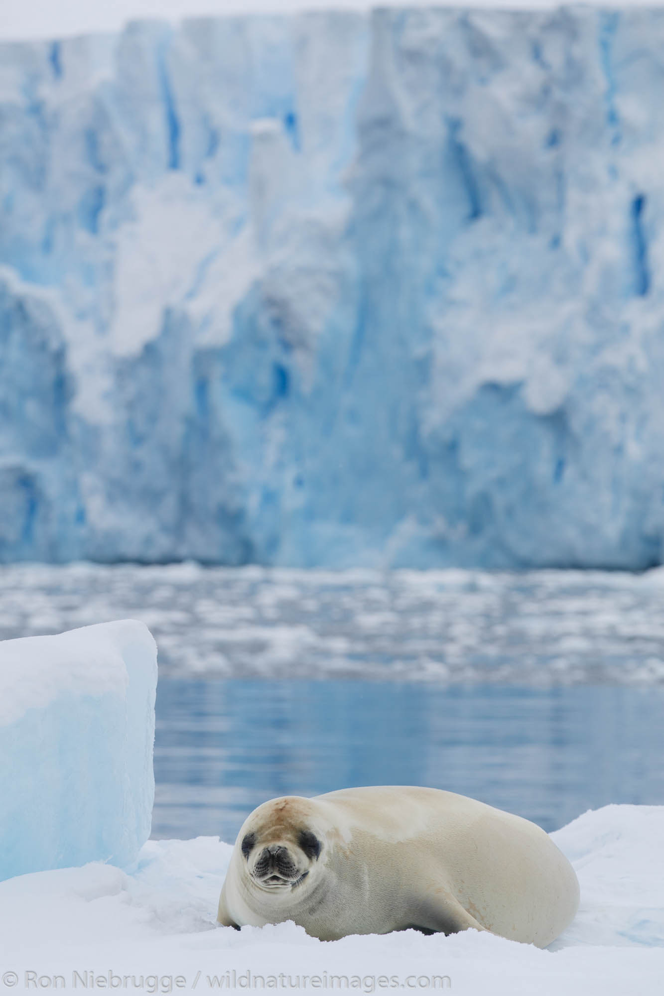 Crabeater seal (Lobodon carcinophaga or carcinophagus), Cierva Cove, Antarctica.