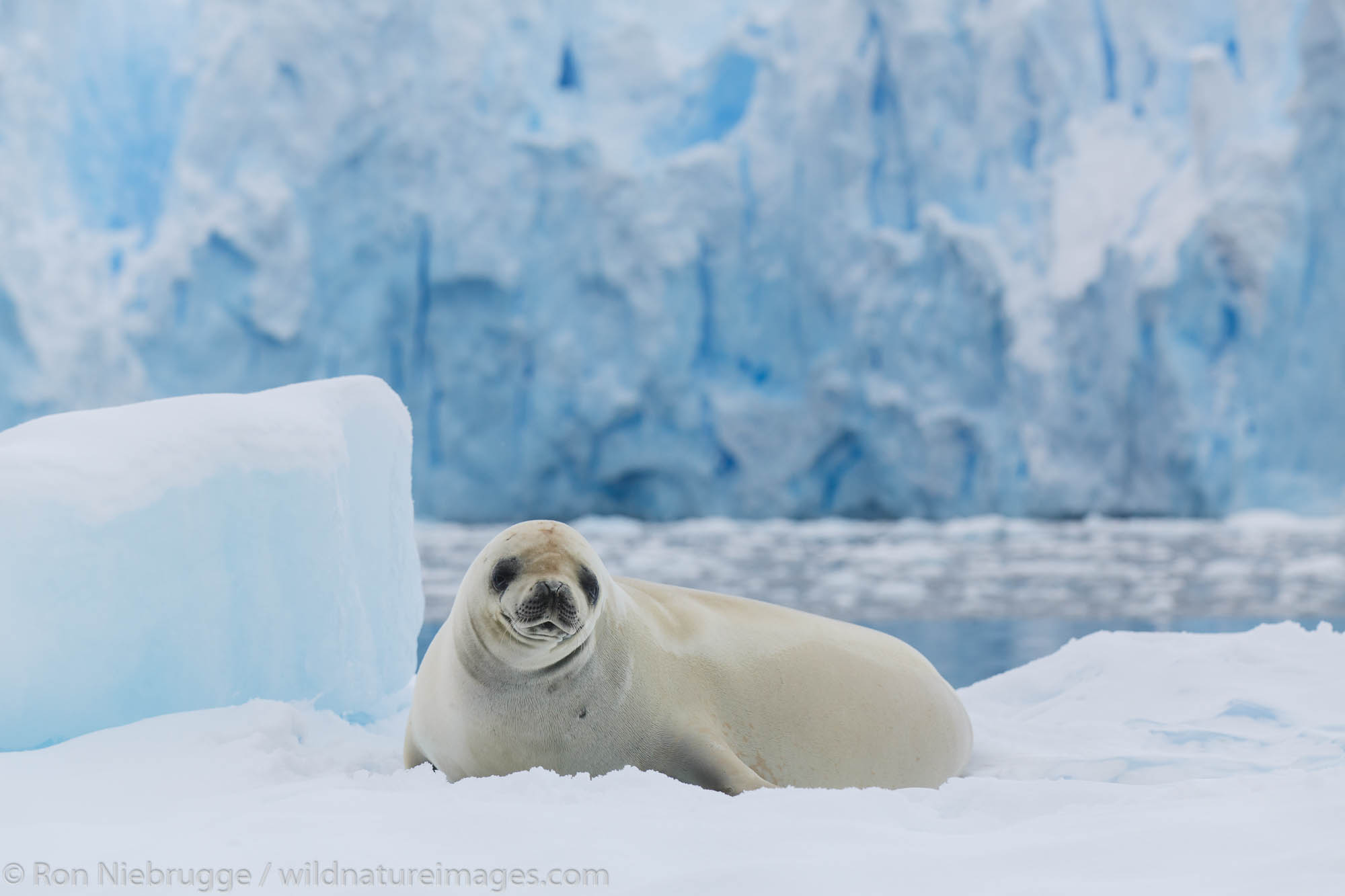 Crabeater seal (Lobodon carcinophaga or carcinophagus), Cierva Cove, Antarctica.