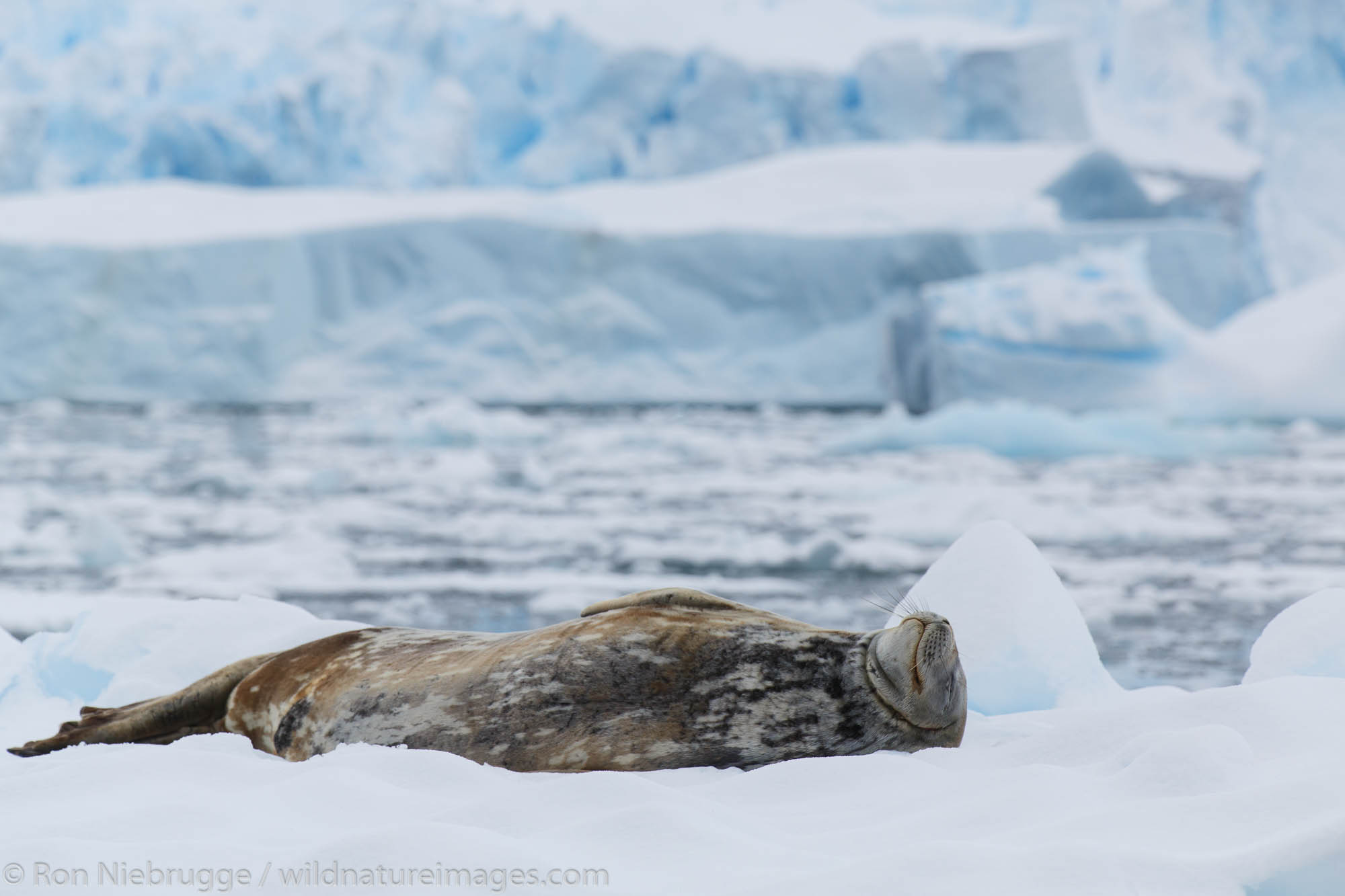 Weddell seal, (Leptonychotes weddellii), Cierva Cove, Antarctica.