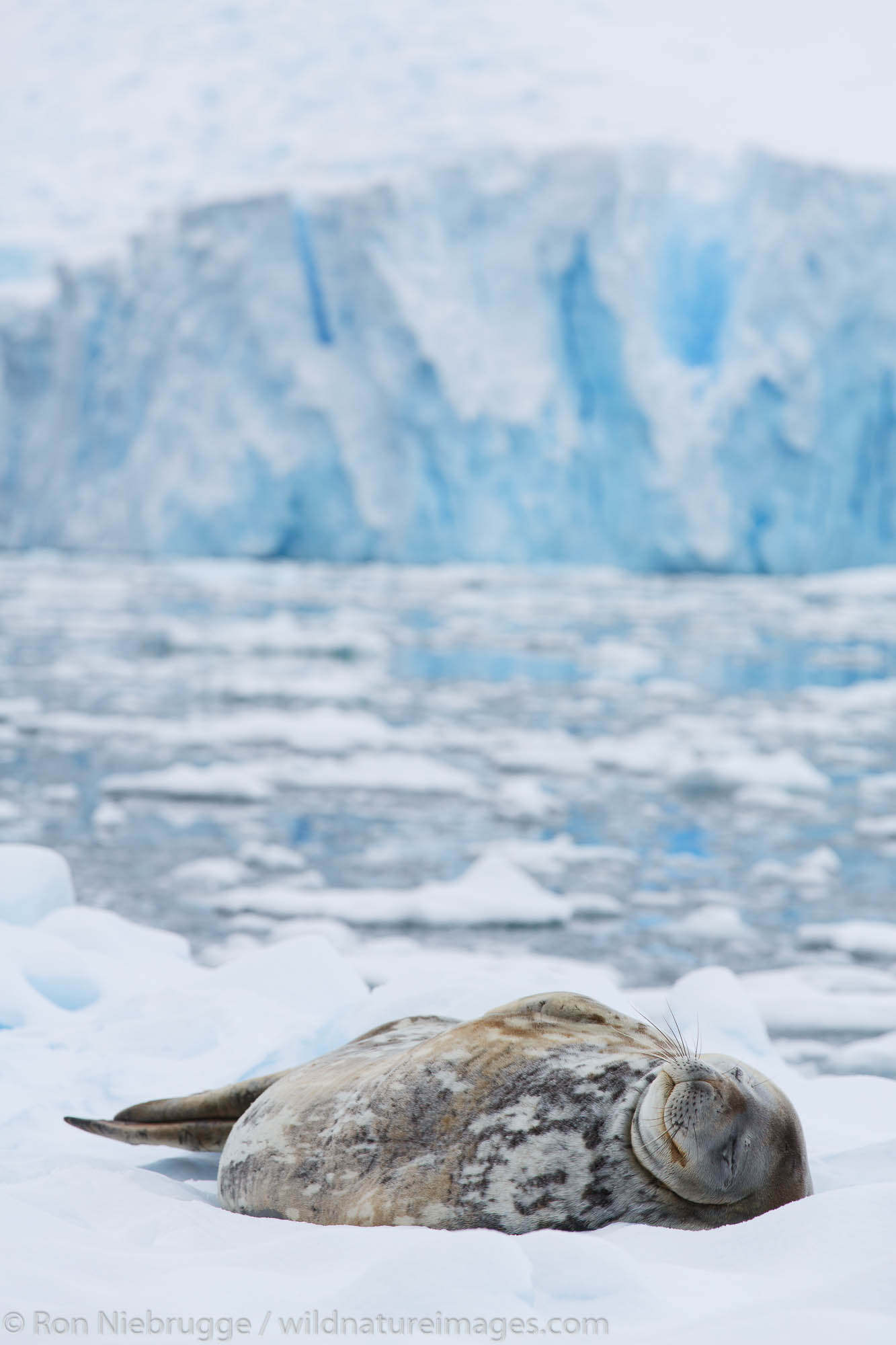 Weddell seal, (Leptonychotes weddellii), Cierva Cove, Antarctica.