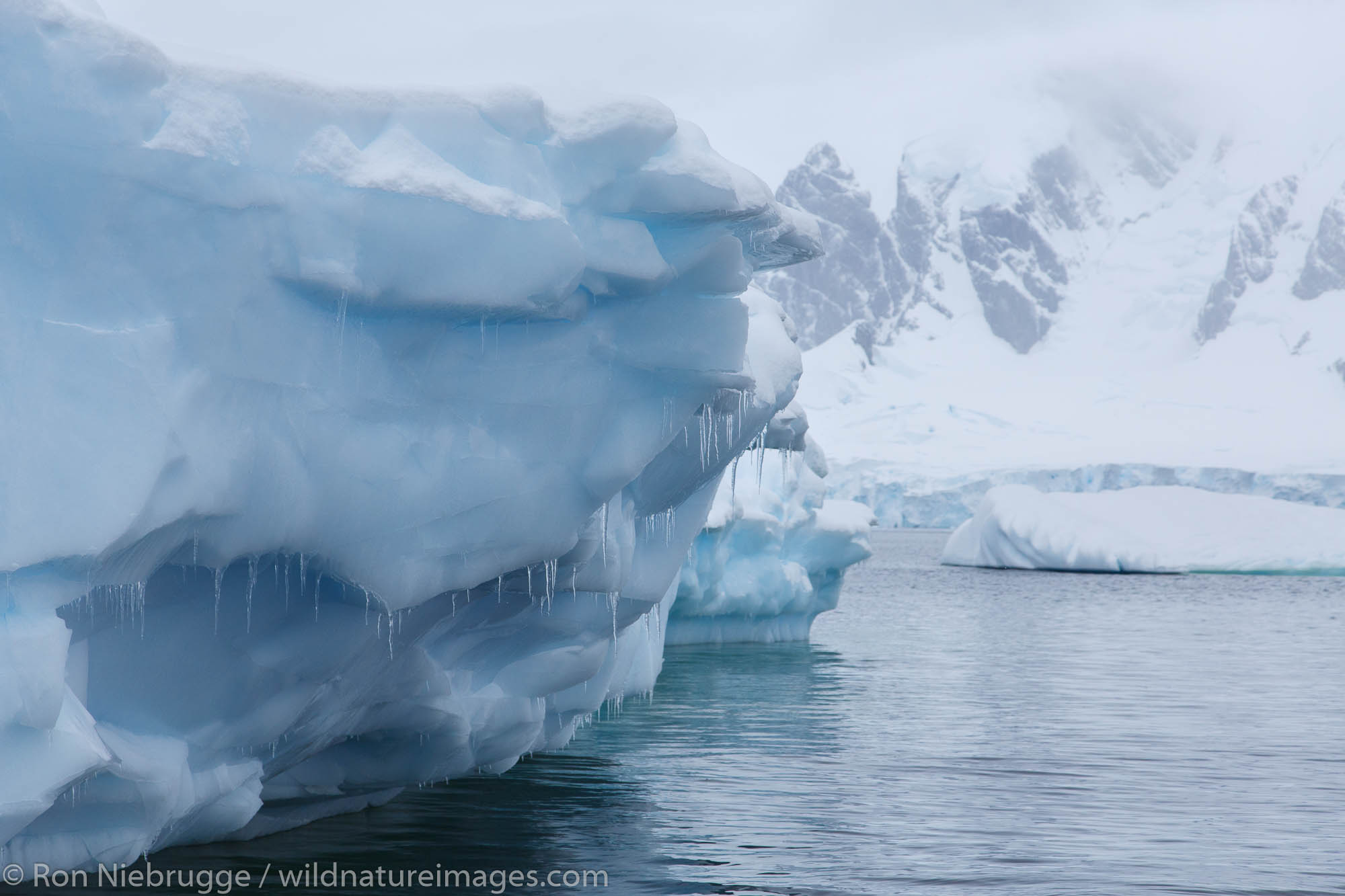 Cuverville Island, Antarctica.