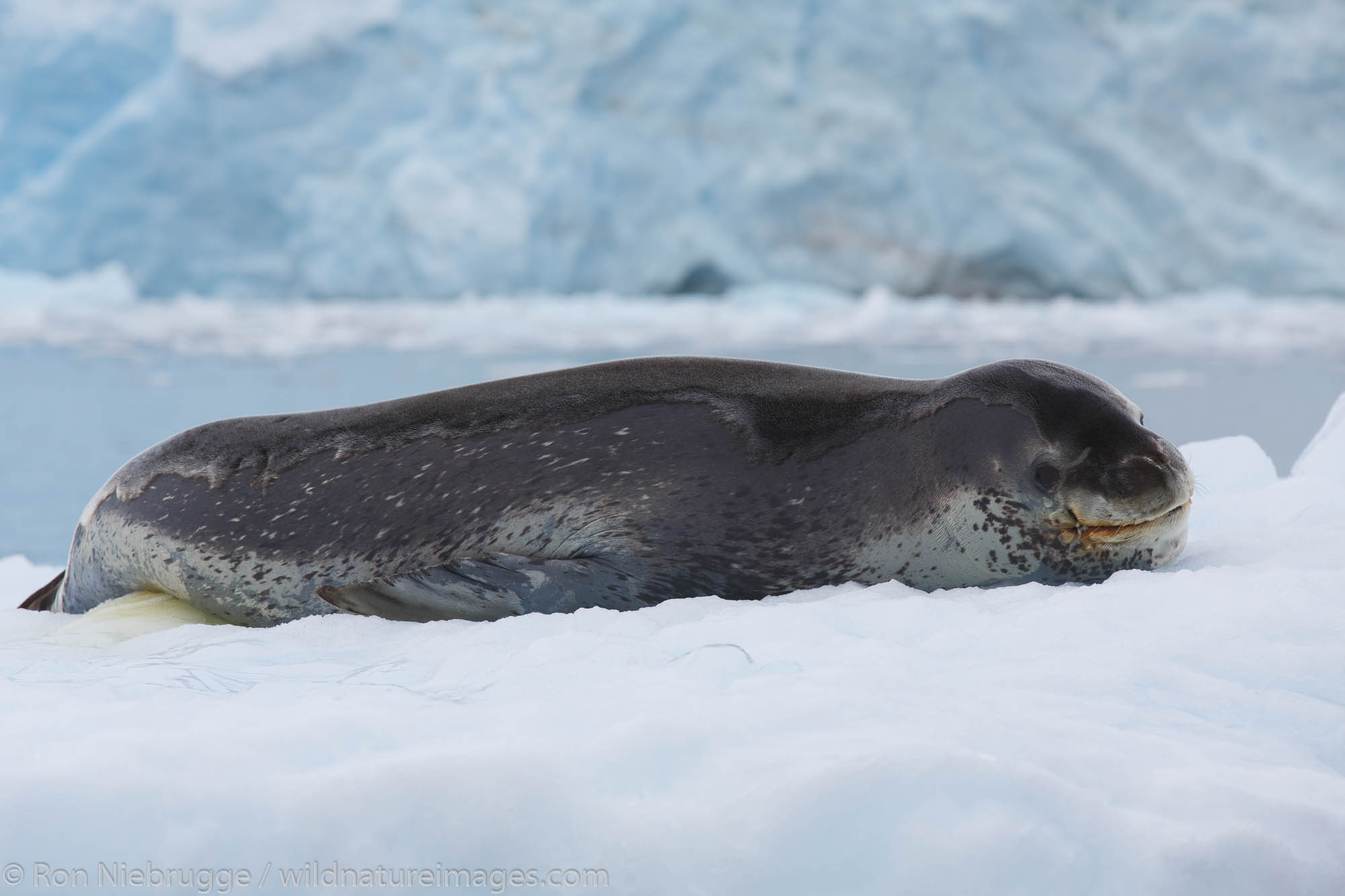 Leopard seal (Hydrurga leptonyx) near Petermann Island, Antarctica.