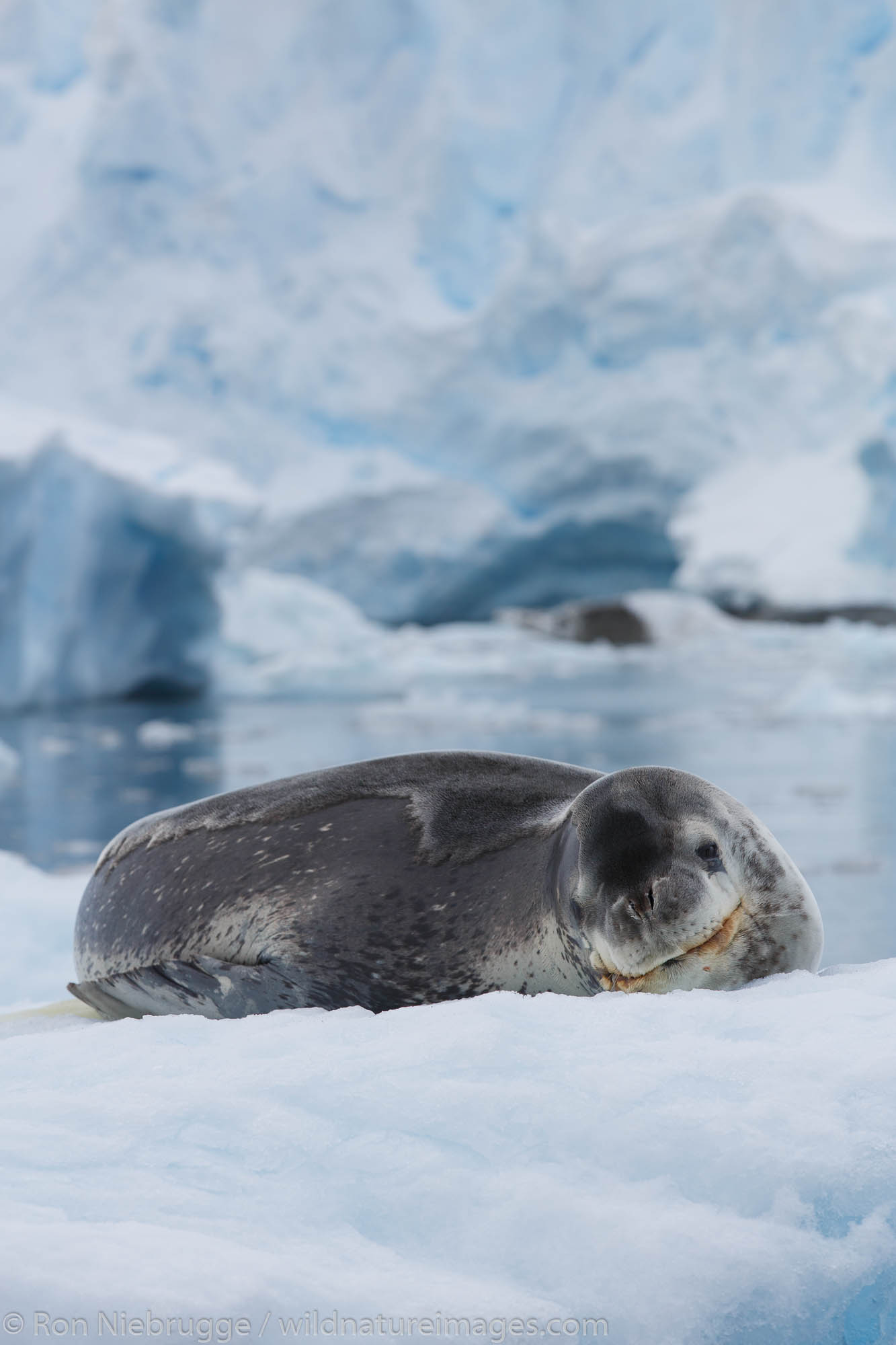 Leopard seal (Hydrurga leptonyx) near Petermann Island, Antarctica.