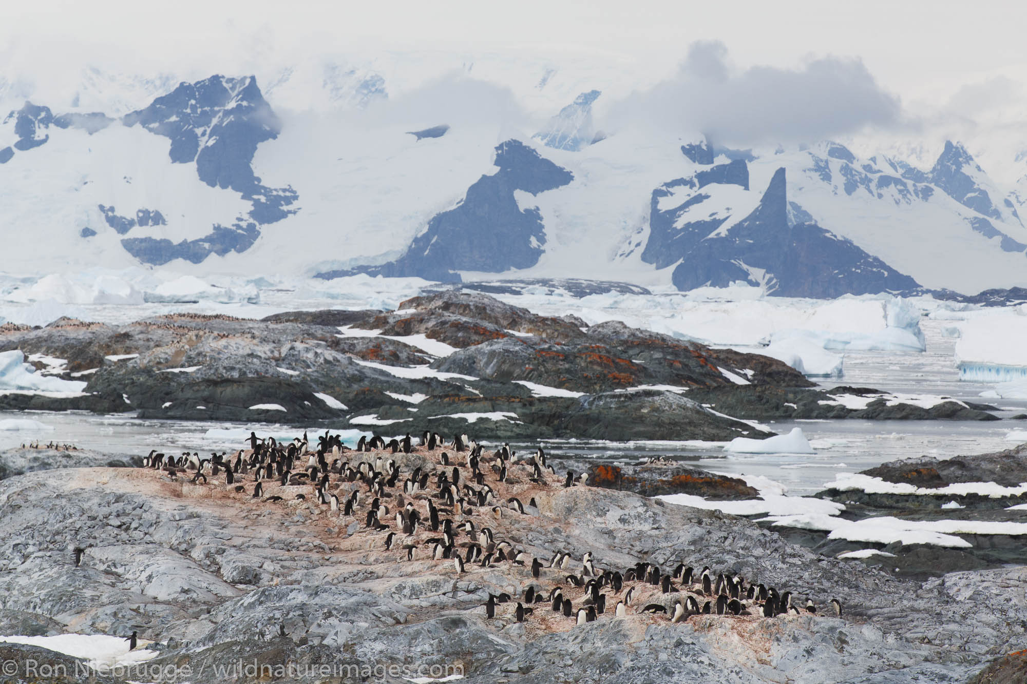 Adélie penguin (Pygoscelis adeliae) colony on Yalour Island, Antarctica.