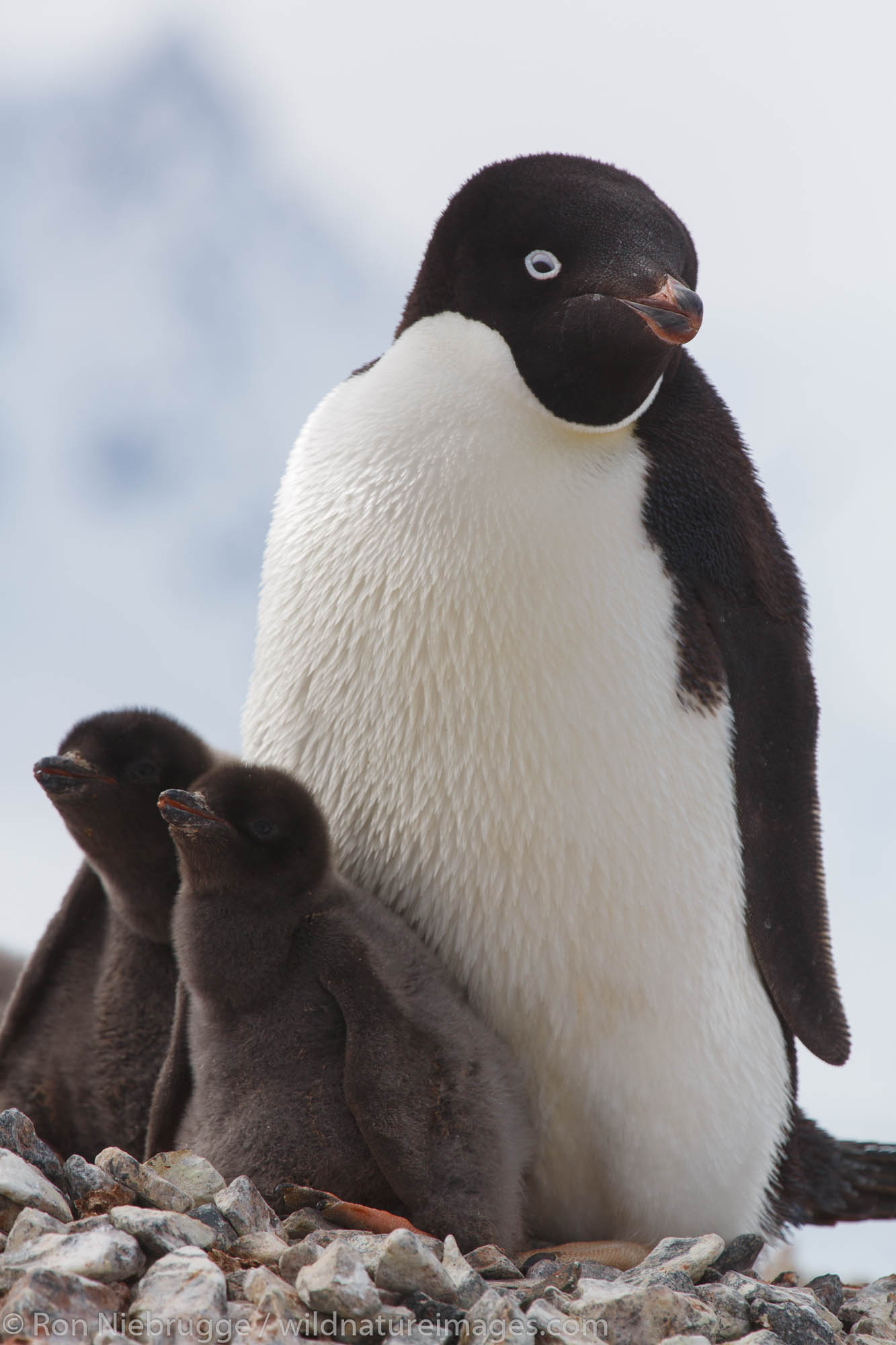 Adélie penguin (Pygoscelis adeliae) colony on Yalour Island, Antarctica.