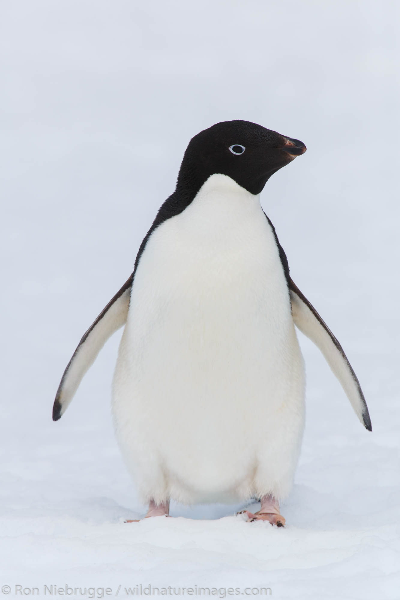 Adélie penguin (Pygoscelis adeliae) at Yalour Island, Antarctica.