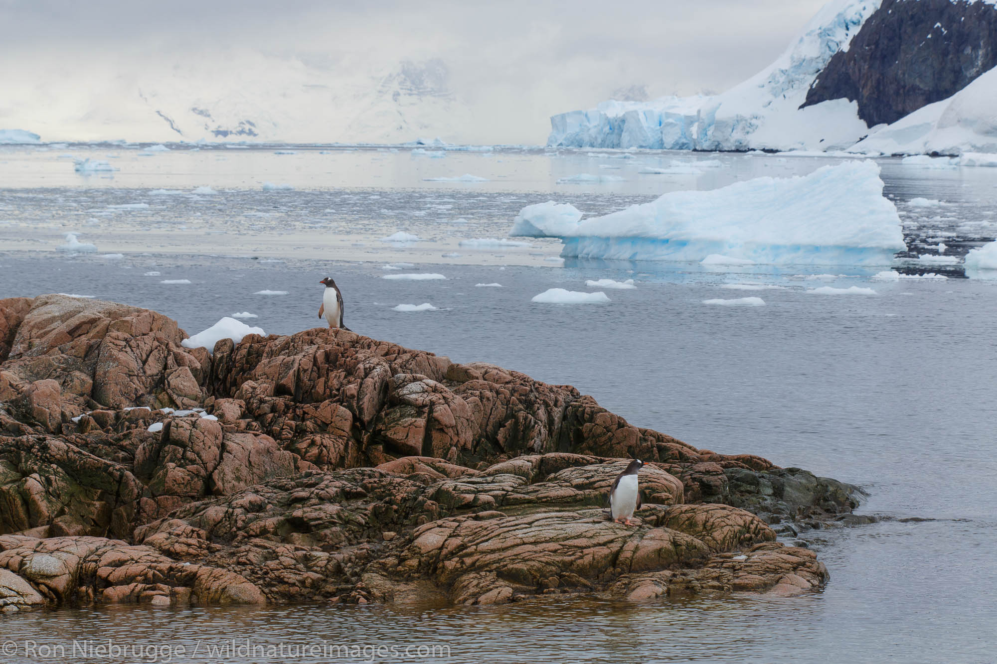 Gentoo penguin (Pygoscelis papua), Neko Harbour, Antarctica.