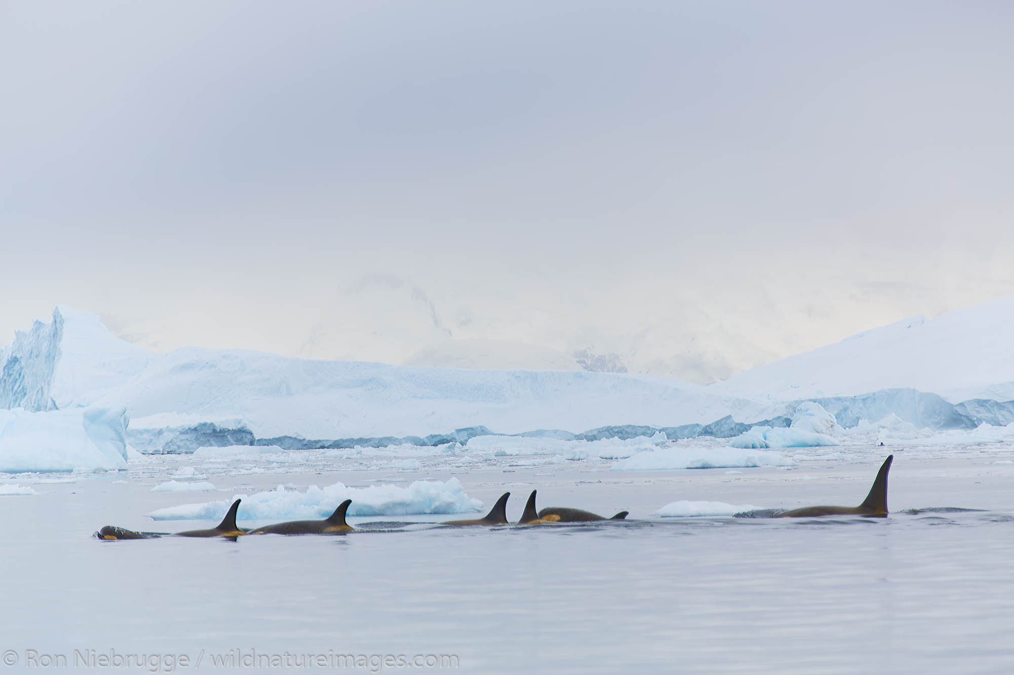 Killer whales, Neko Harbour, Antarctica.