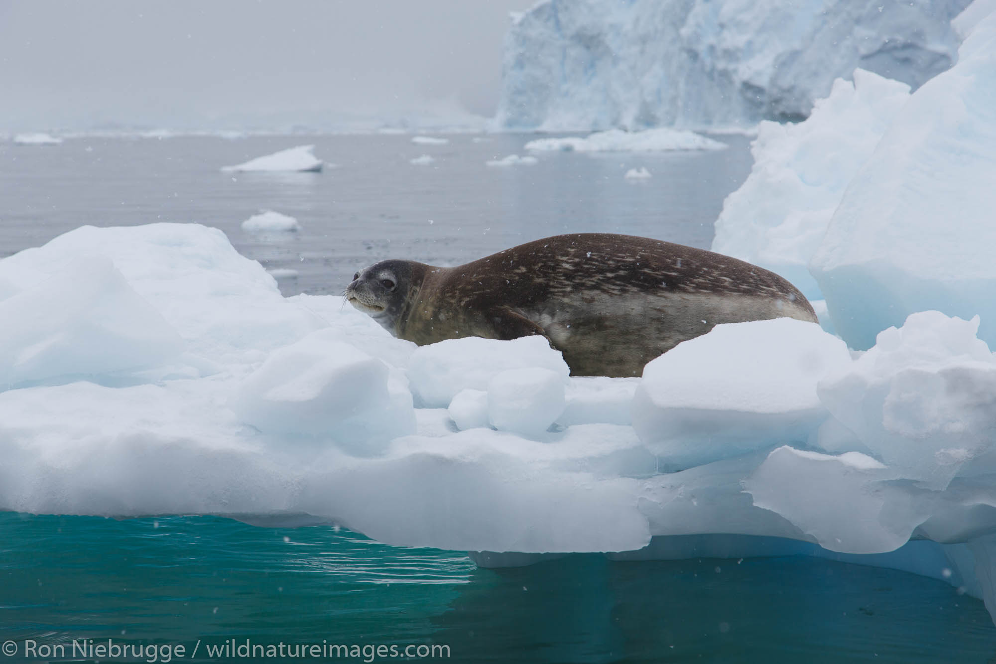 Weddell seal, (Leptonychotes weddellii),Neko Harbour, Antarctica.