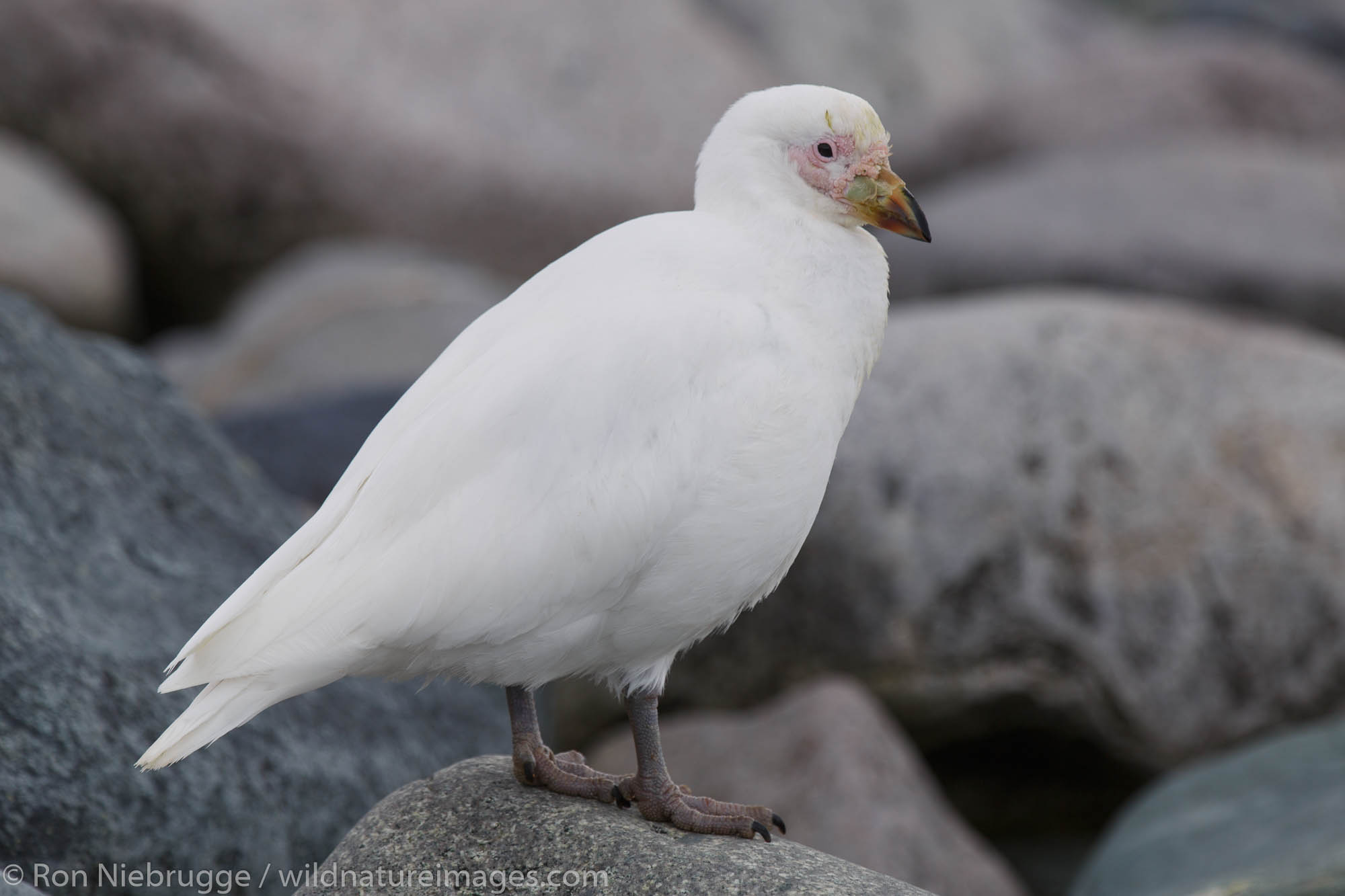 Snowy sheathbill (Chionis albus), Danco Island, Antarctica.