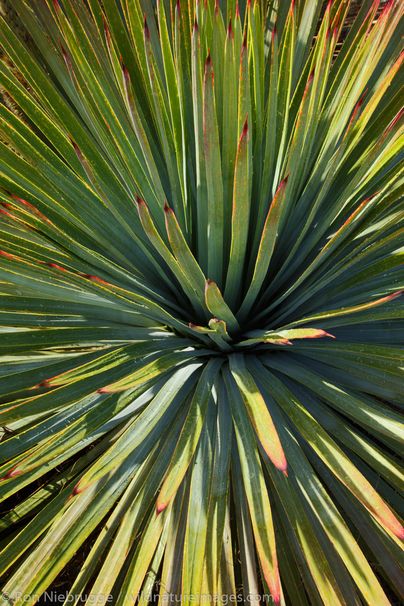 Anza-Borrego Desert State Park, California.