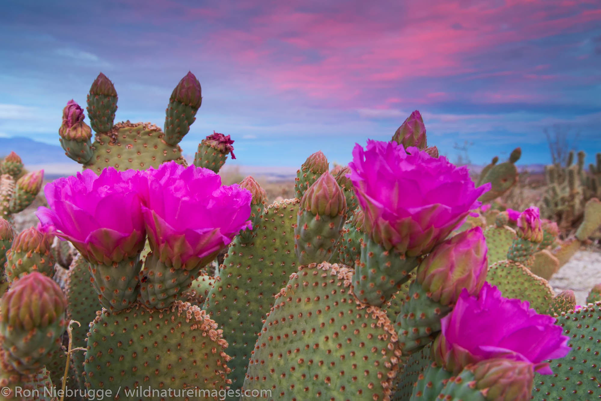 Beavertail Cactus in bloom, Anza-Borrego Desert State Park, California.