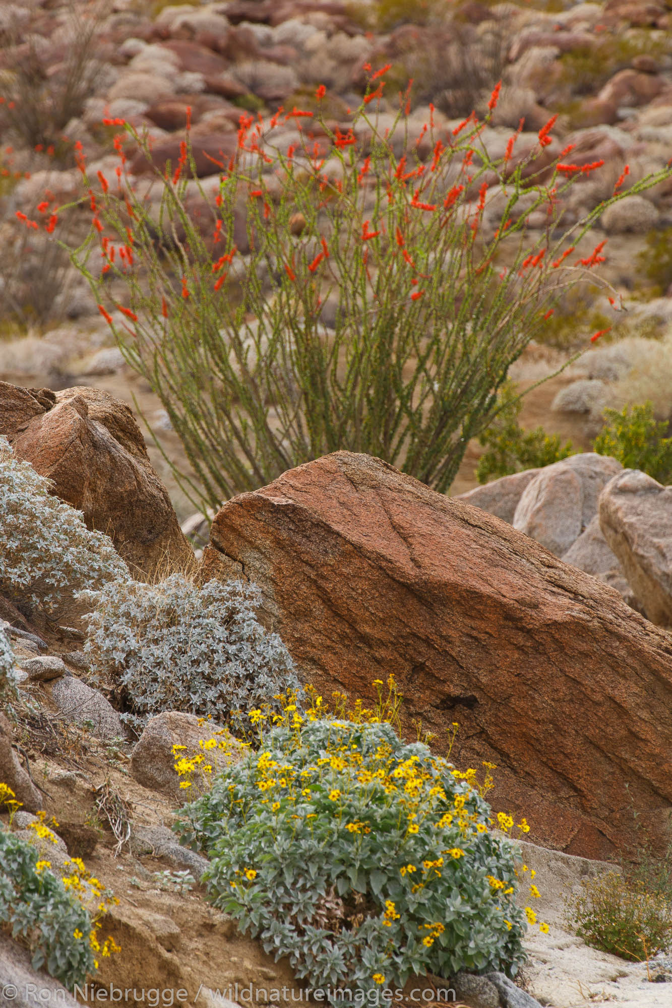 Anza-Borrego Desert State Park, California.