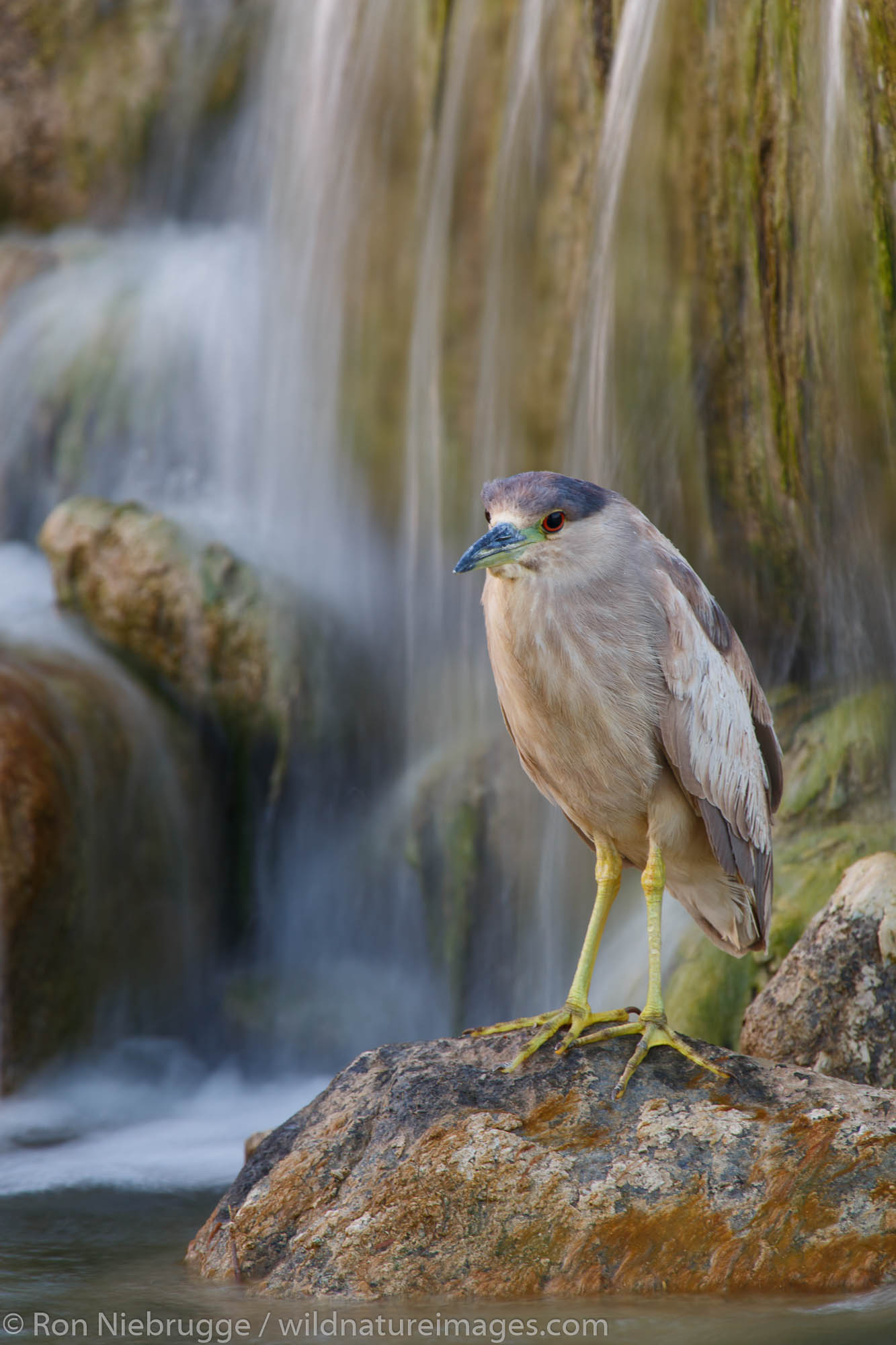 black-crowned night heron (Nycticorax nycticorax), Borrego Springs, California.