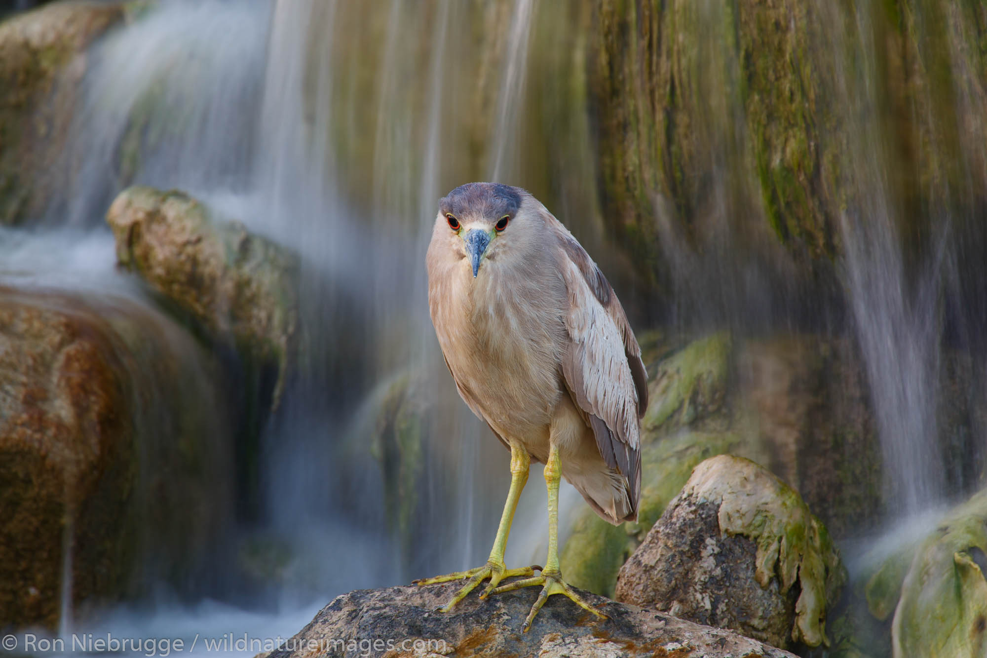 black-crowned night heron (Nycticorax nycticorax), Borrego Springs, California.