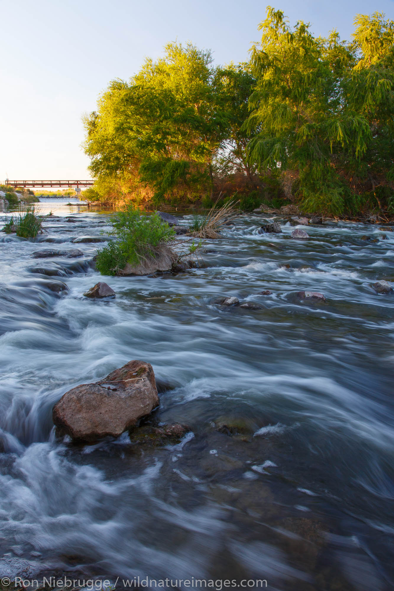 Clark County Wetlands Park Nature Preserve and Nature Center near Las Vegas, Nevada.