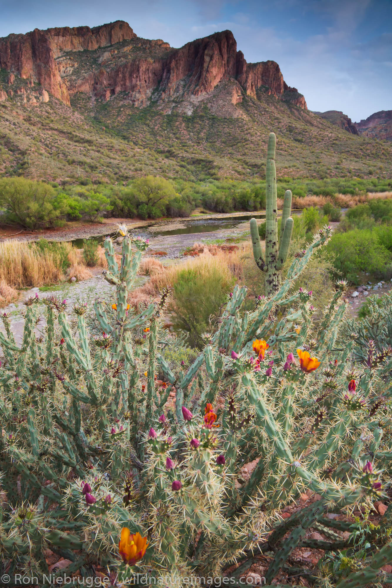 Salt River, Tonto National Forest, East of Phoenix, Arizona.