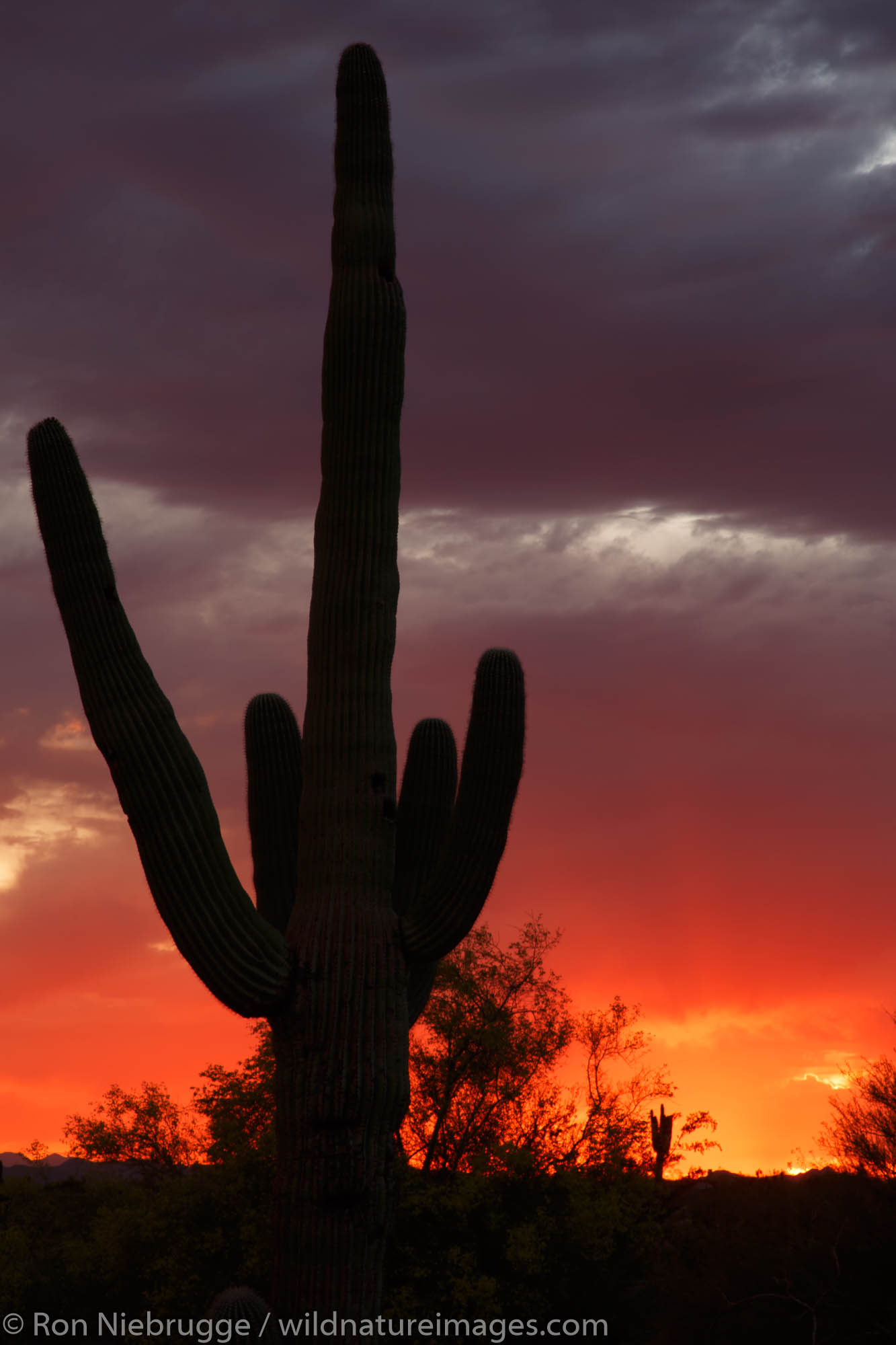 Saguaro cactus at sunset, Scottsdale, Arizona.