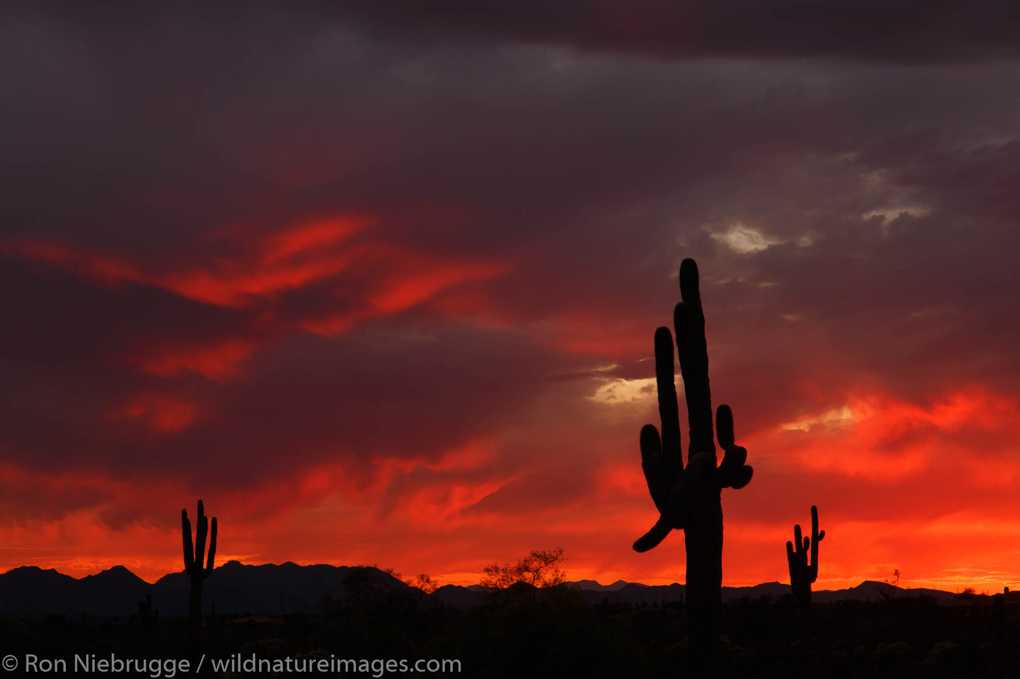 Saguaro cactus at sunset, Scottsdale, Arizona.