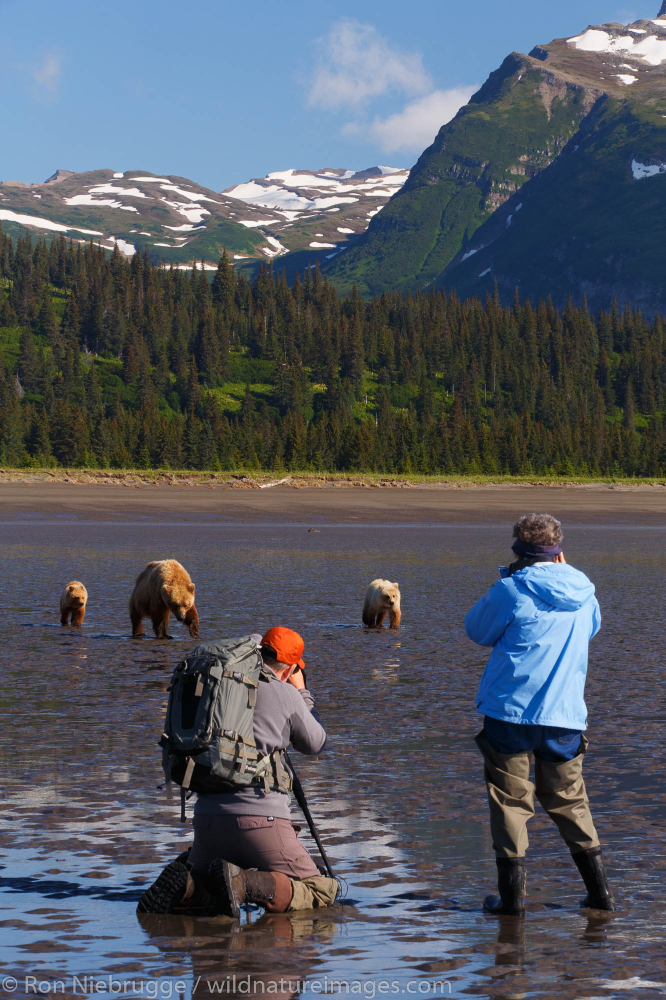 Visitors photograph Brown / Grizzly Bear, Lake Clark National Park, Alaska.