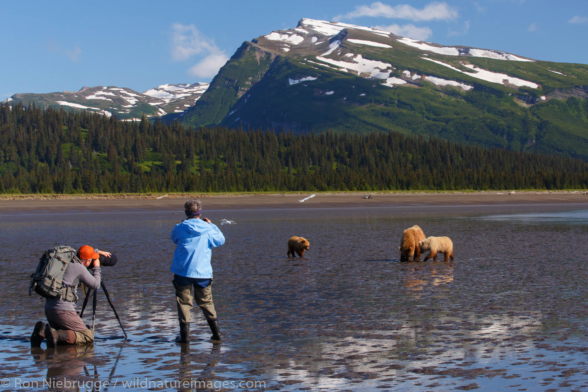 Visitors photograph Brown / Grizzly Bear, Lake Clark National Park, Alaska.