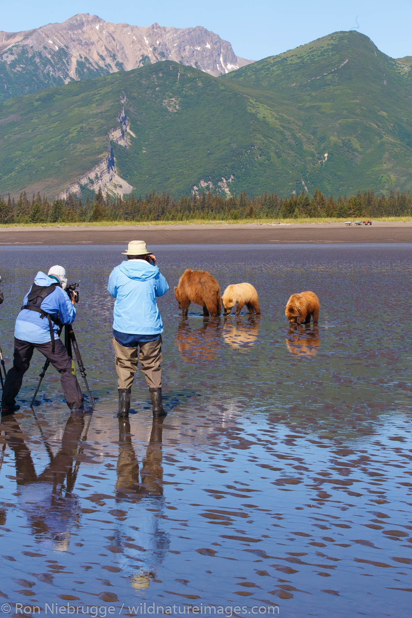 Visitors photograph Brown / Grizzly Bear, Lake Clark National Park, Alaska.