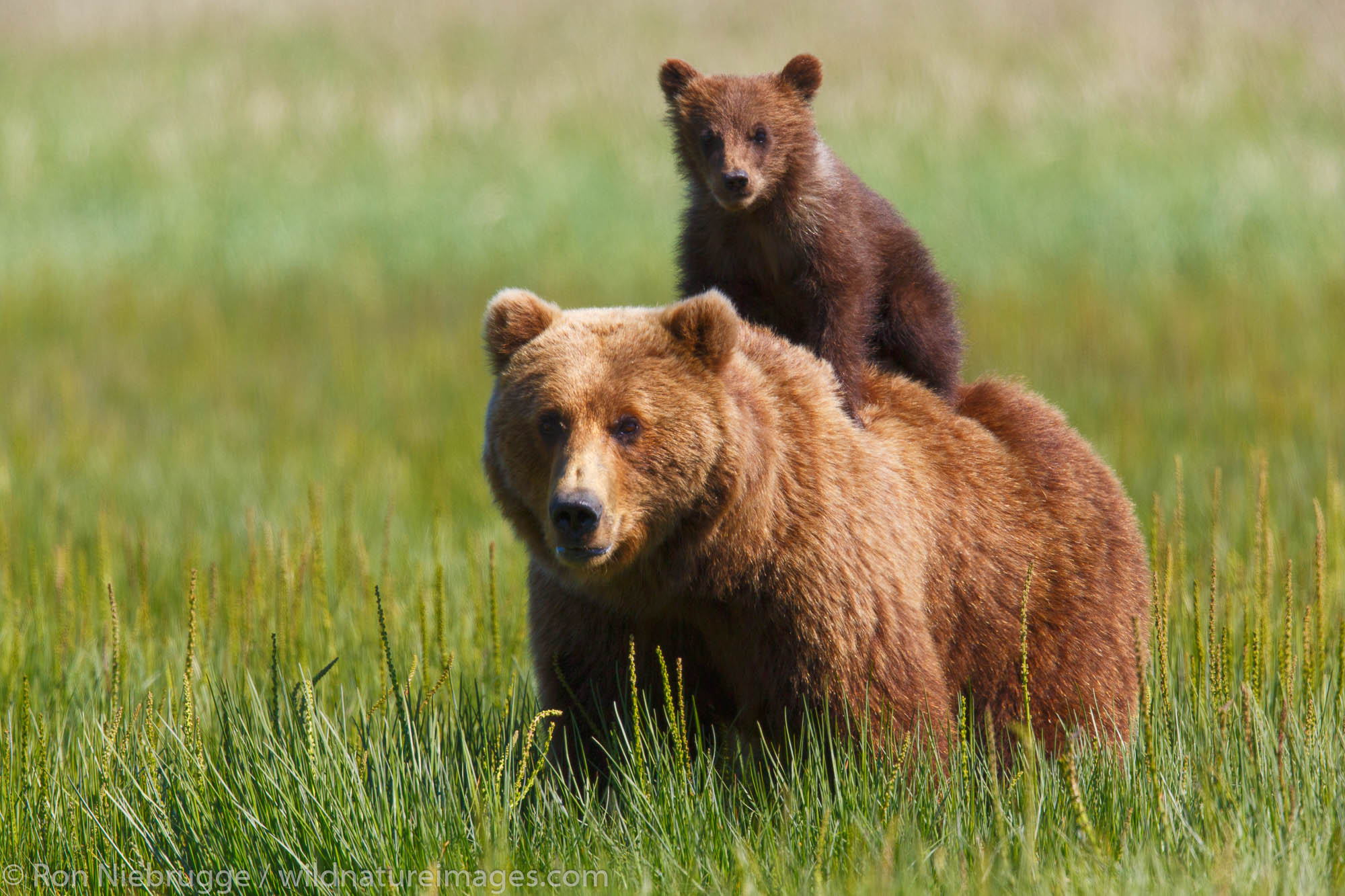 Brown / Grizzly Bear, Lake Clark National Park, Alaska