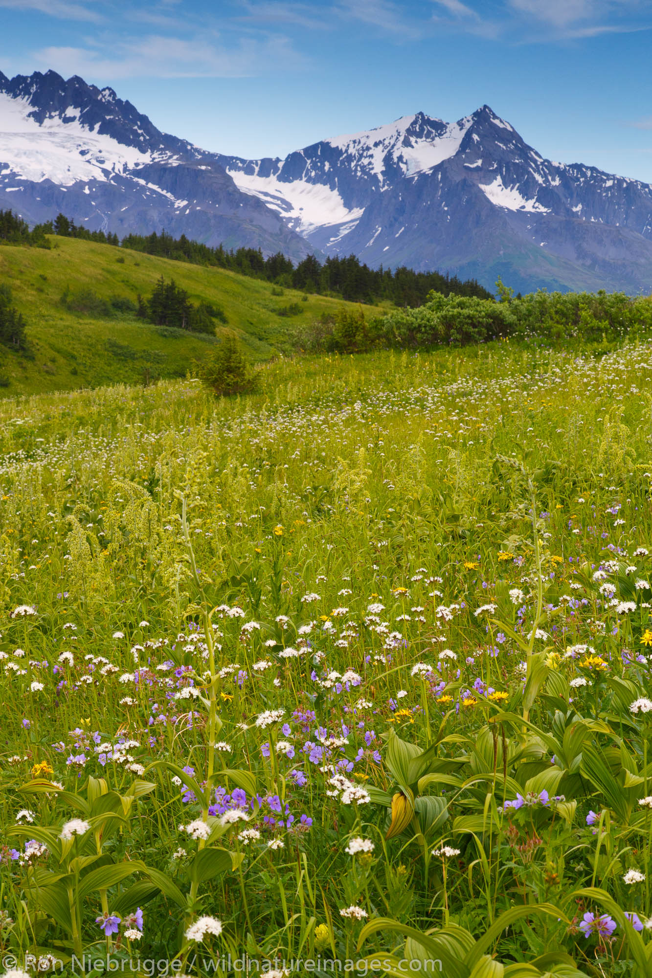 Along the Lost Lake Loop Trail, Chugach National Forest, Seward, Alaska.