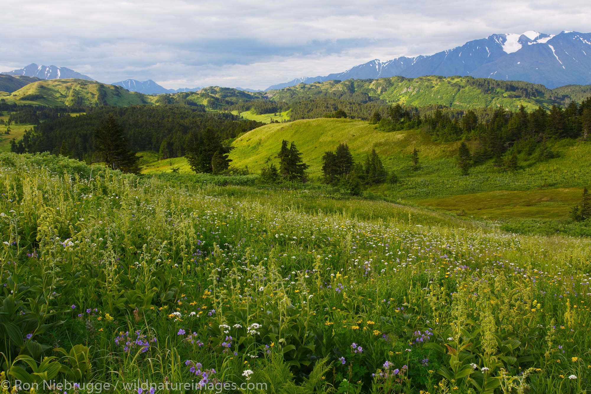 Along the Lost Lake Loop Trail, Chugach National Forest, Seward, Alaska.