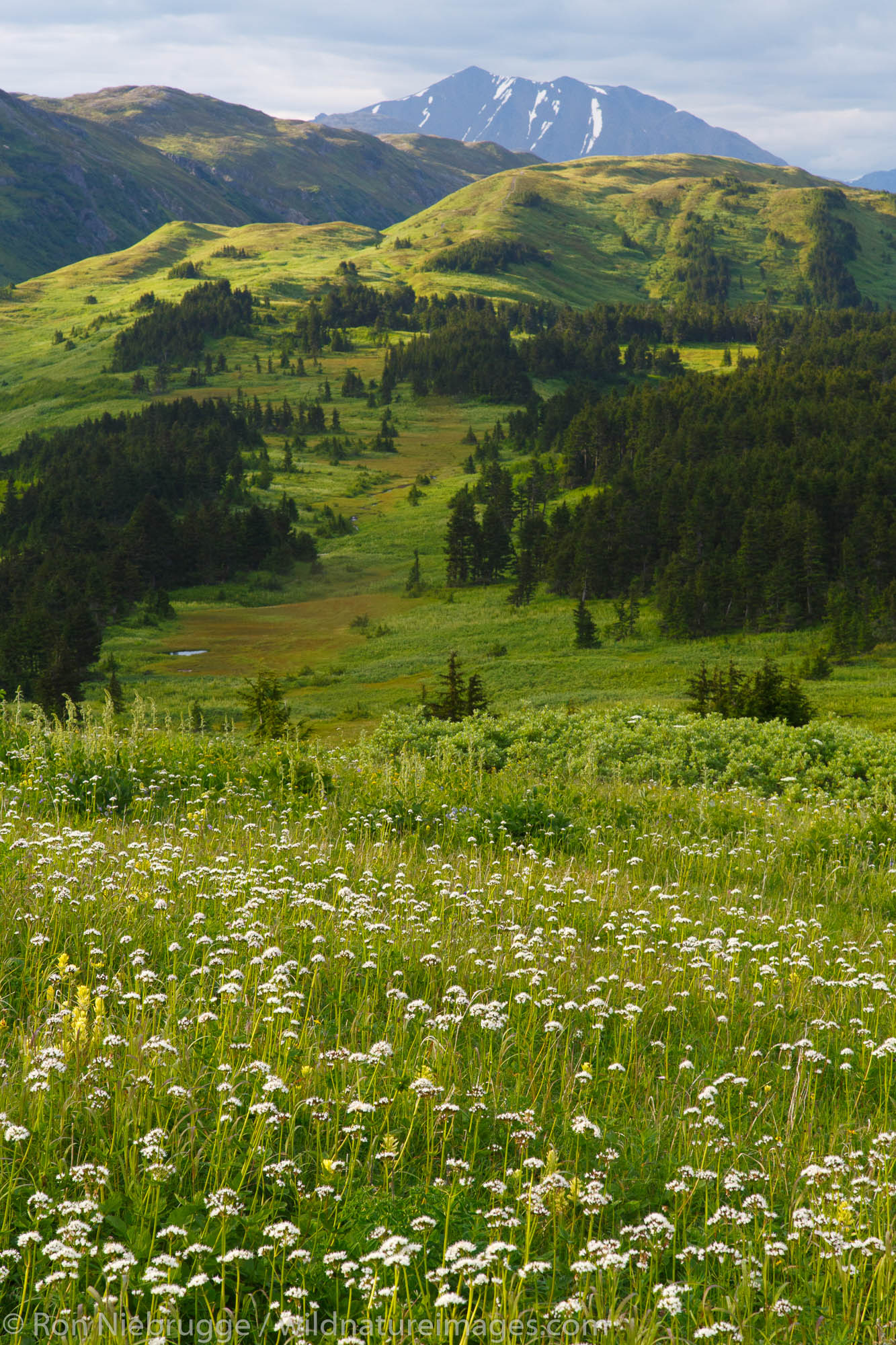 Along the Lost Lake Loop Trail, Chugach National Forest, Seward, Alaska.