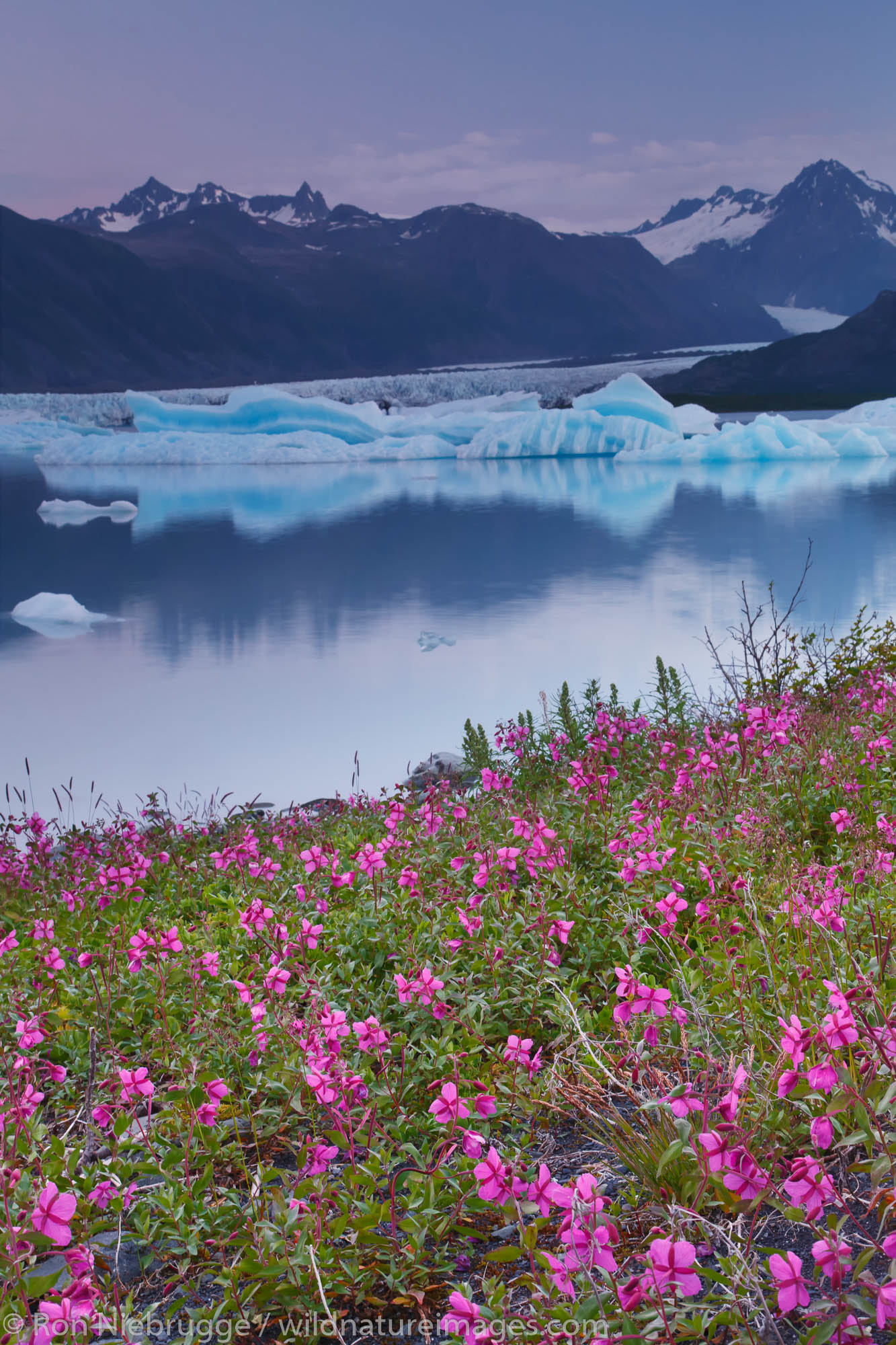 Fields of fireweed at sunrise, Bear Glacier Lagoon, Kenai Fjords National Park, near Seward, Alaska