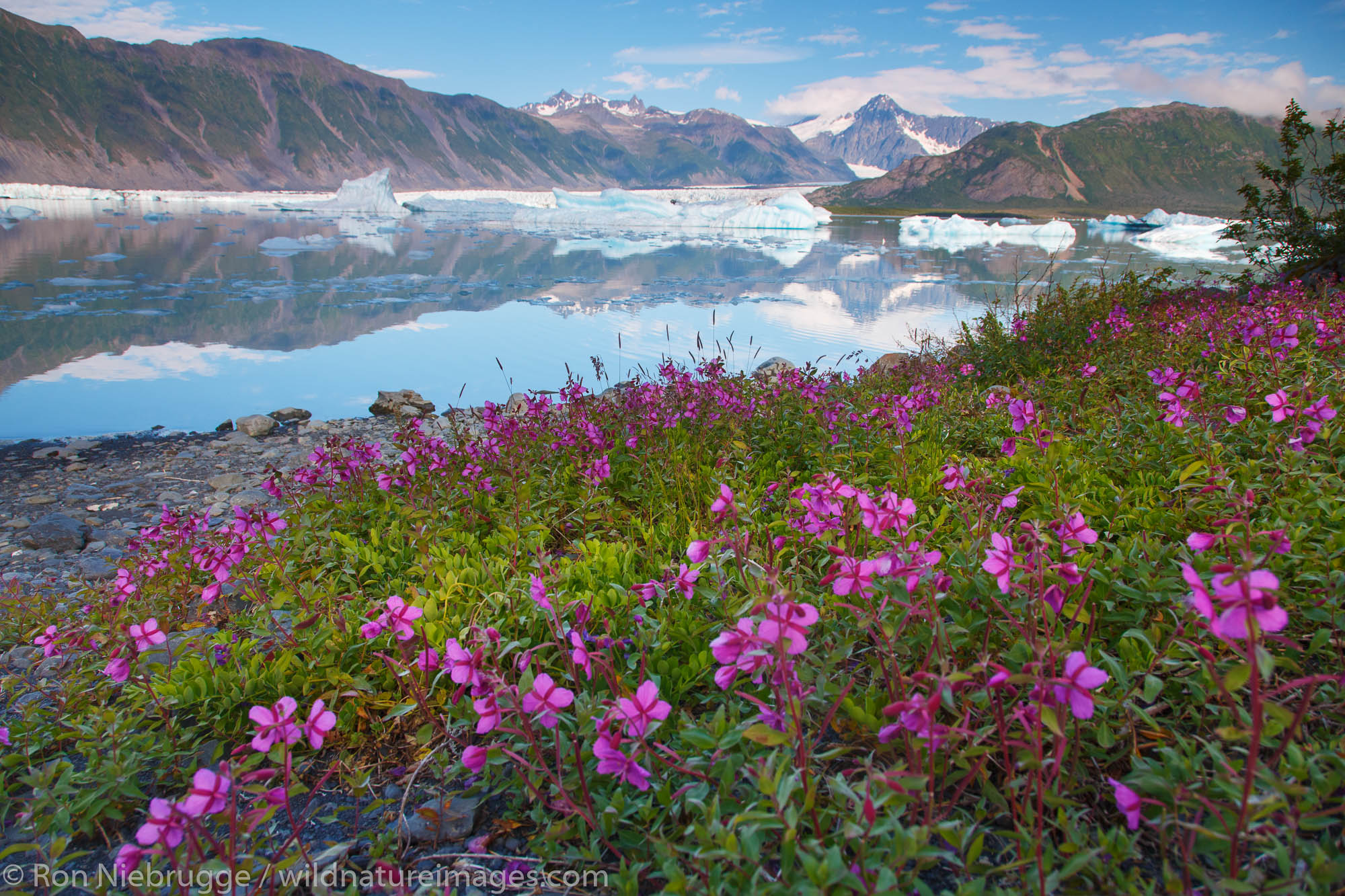 Bear Glacier Lagoon, Kenai Fjords National Park, near Seward, Alaska.