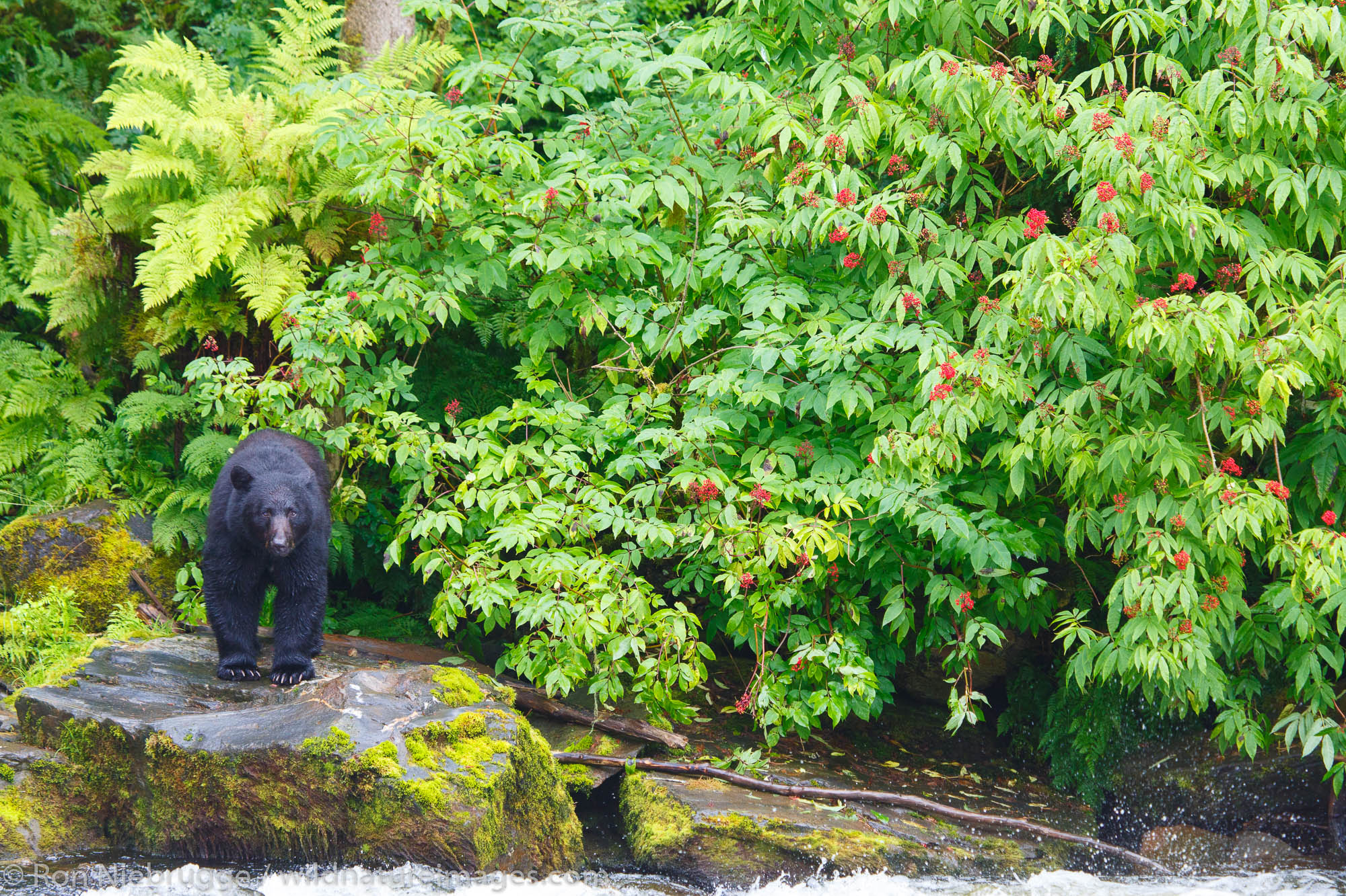 Black bears at the Neets Bay Hatchery,Tongass National Forest, near Ketchikan, Alaska.