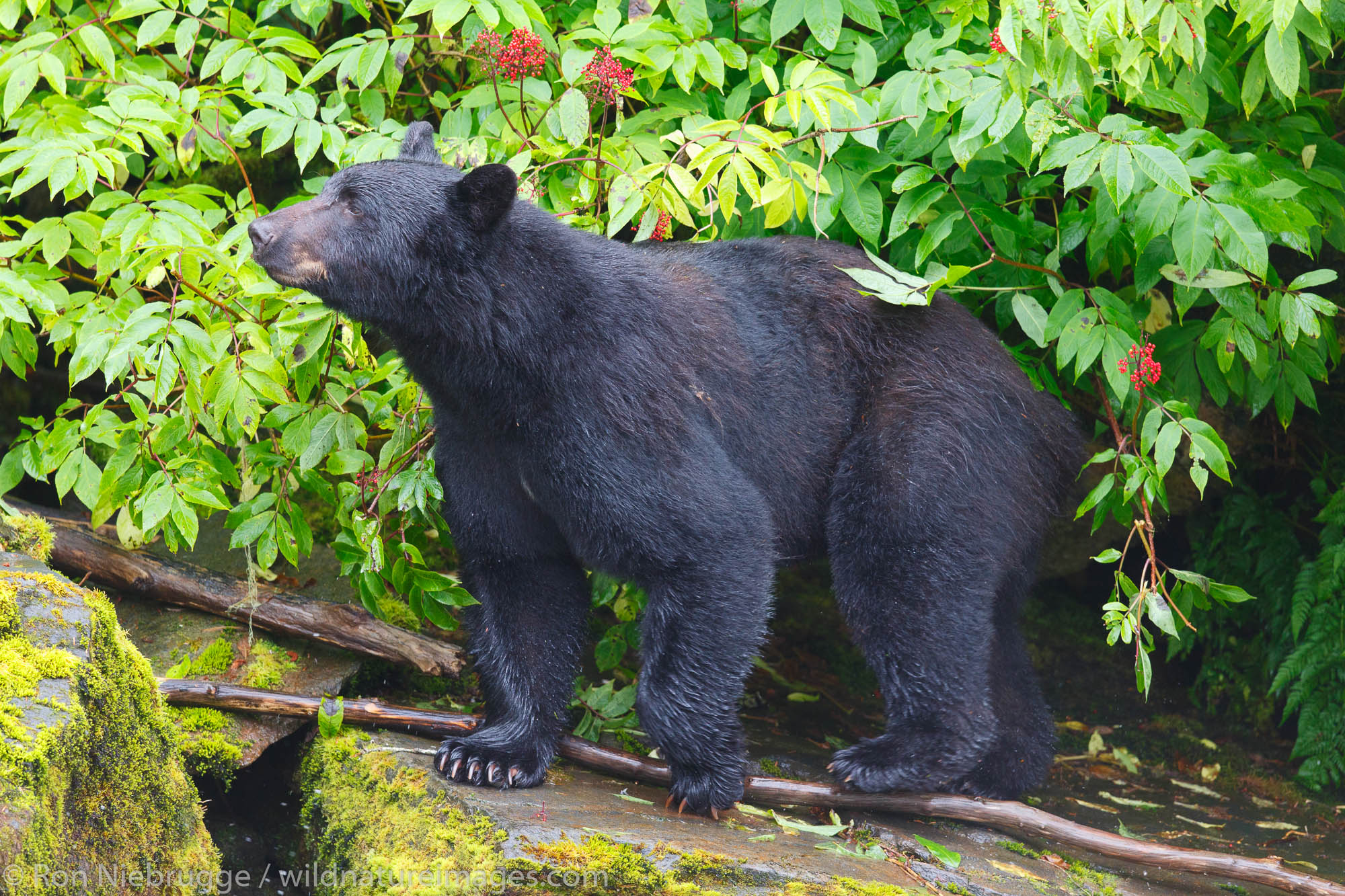 Black bears at the Neets Bay Hatchery,Tongass National Forest, near Ketchikan, Alaska.