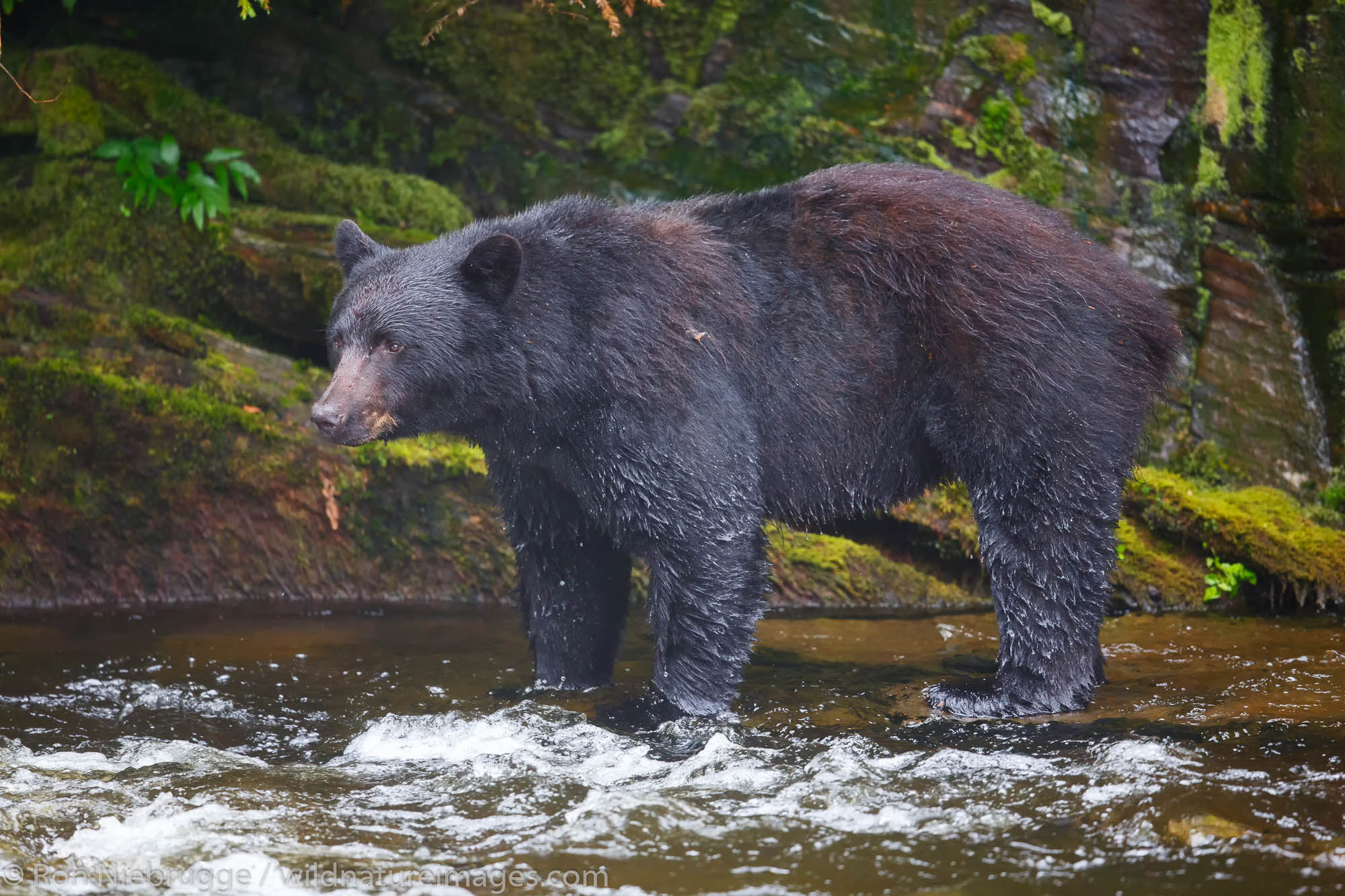 Black bears at the Neets Bay Hatchery,Tongass National Forest, near Ketchikan, Alaska.