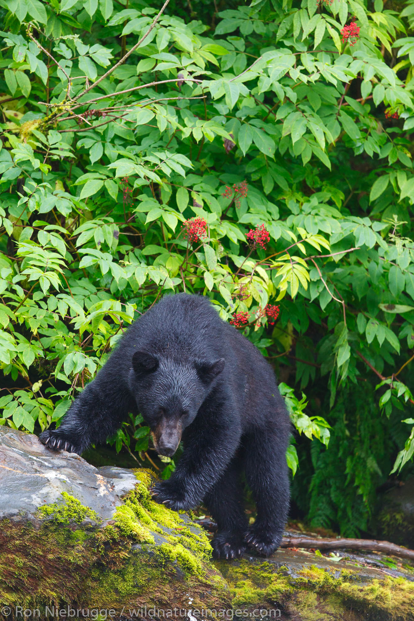 Black bears at the Neets Bay Hatchery,Tongass National Forest, near Ketchikan, Alaska.