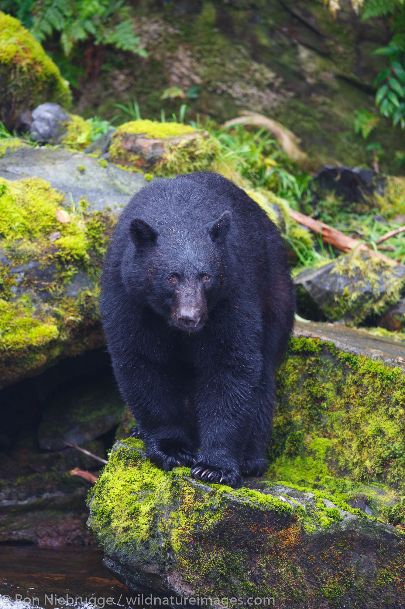 Black bears at the Neets Bay Hatchery,Tongass National Forest, near Ketchikan, Alaska.