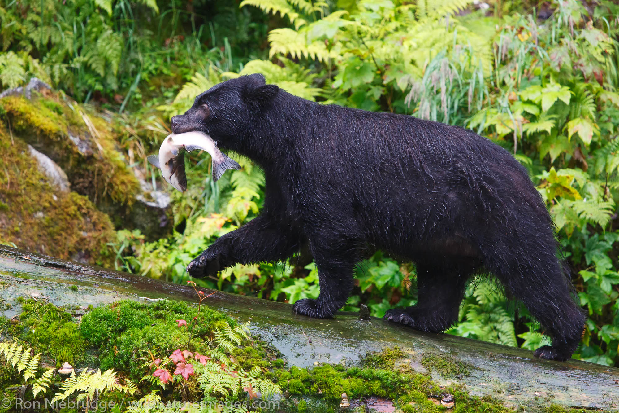 Black bears at the Anan Wildlife Observatory, Tongass National Forest, Alaska.