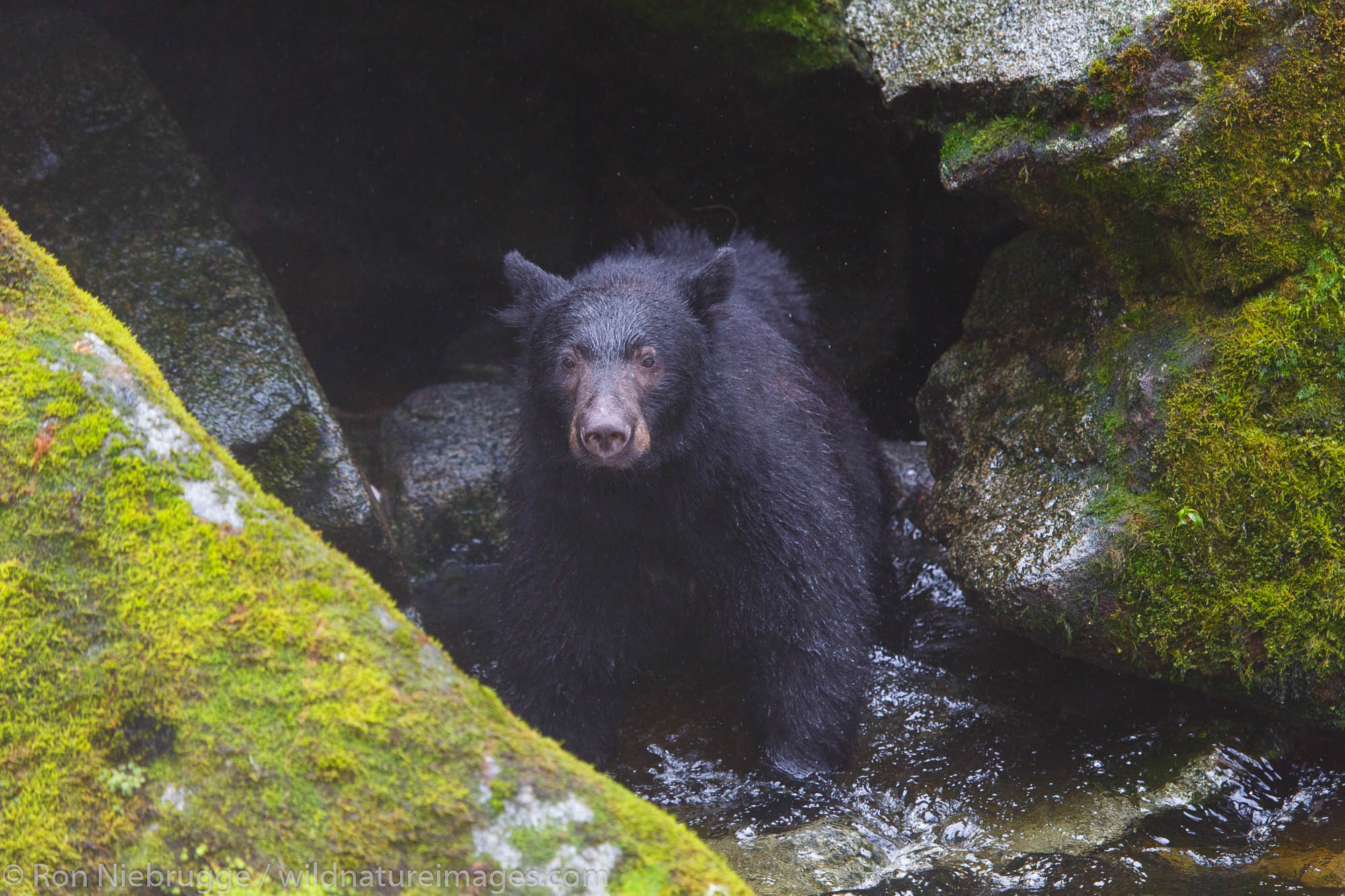 Black bears at the Anan Wildlife Observatory, Tongass National Forest, Alaska.