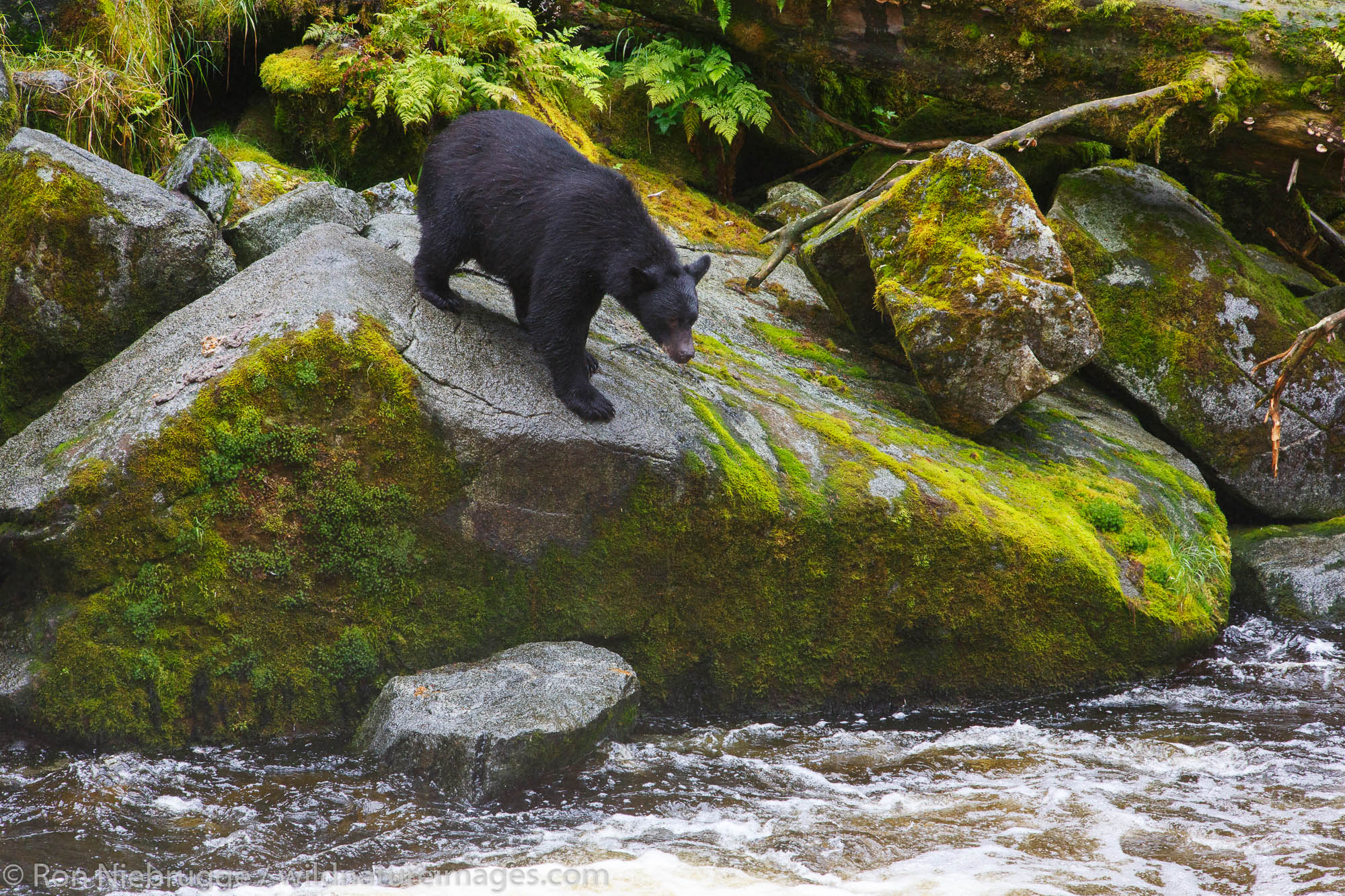 Black bears at the Anan Wildlife Observatory, Tongass National Forest, Alaska.