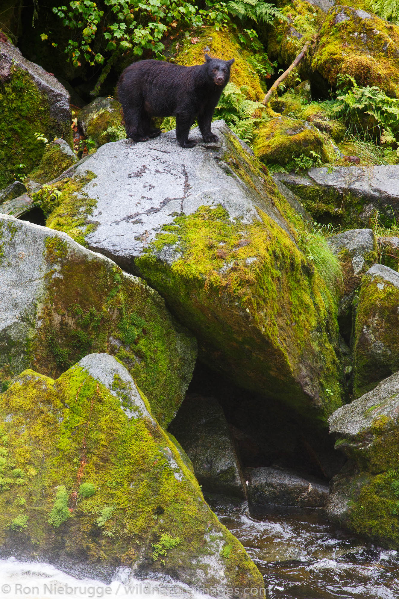 Black bears at the Anan Wildlife Observatory, Tongass National Forest, Alaska.