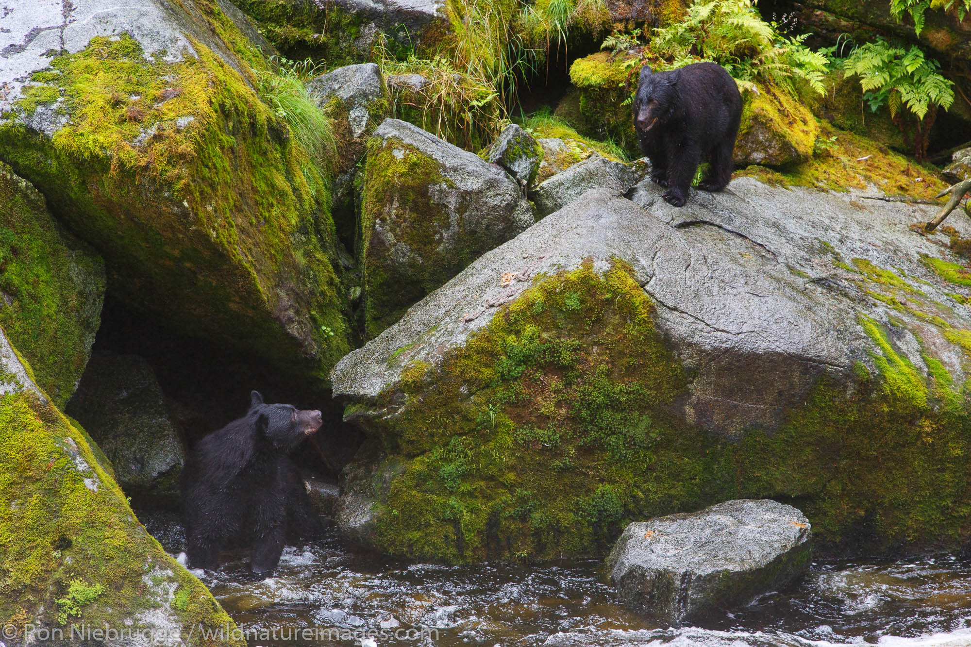 Black bears at the Anan Wildlife Observatory, Tongass National Forest, Alaska.