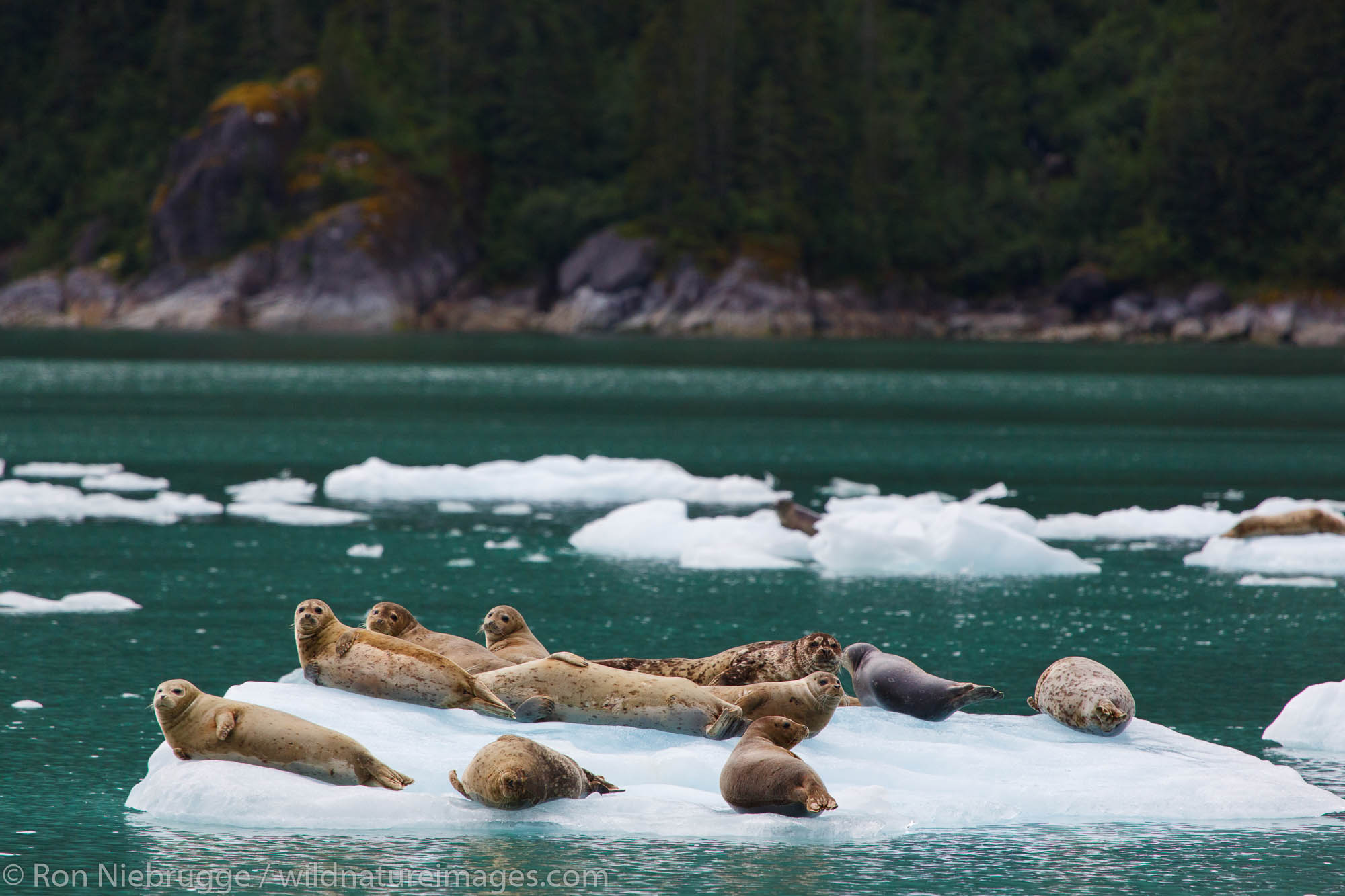 Harbor seals on icebergs in Le Conte Bay, Tongass National Forest, Alaska.