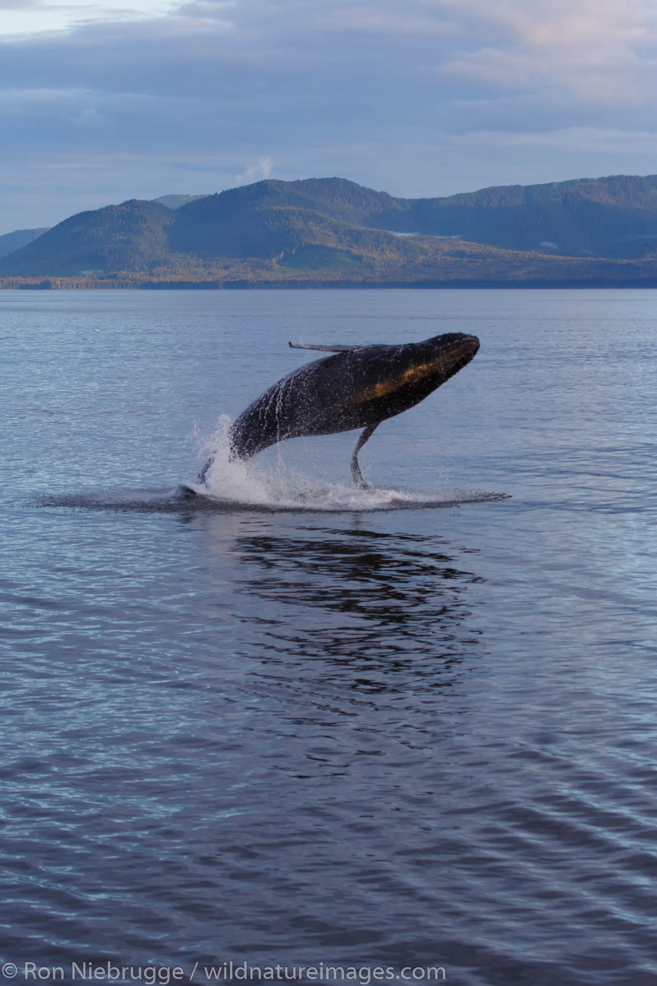 Humpback whale, Tongass National Forest, Alaska