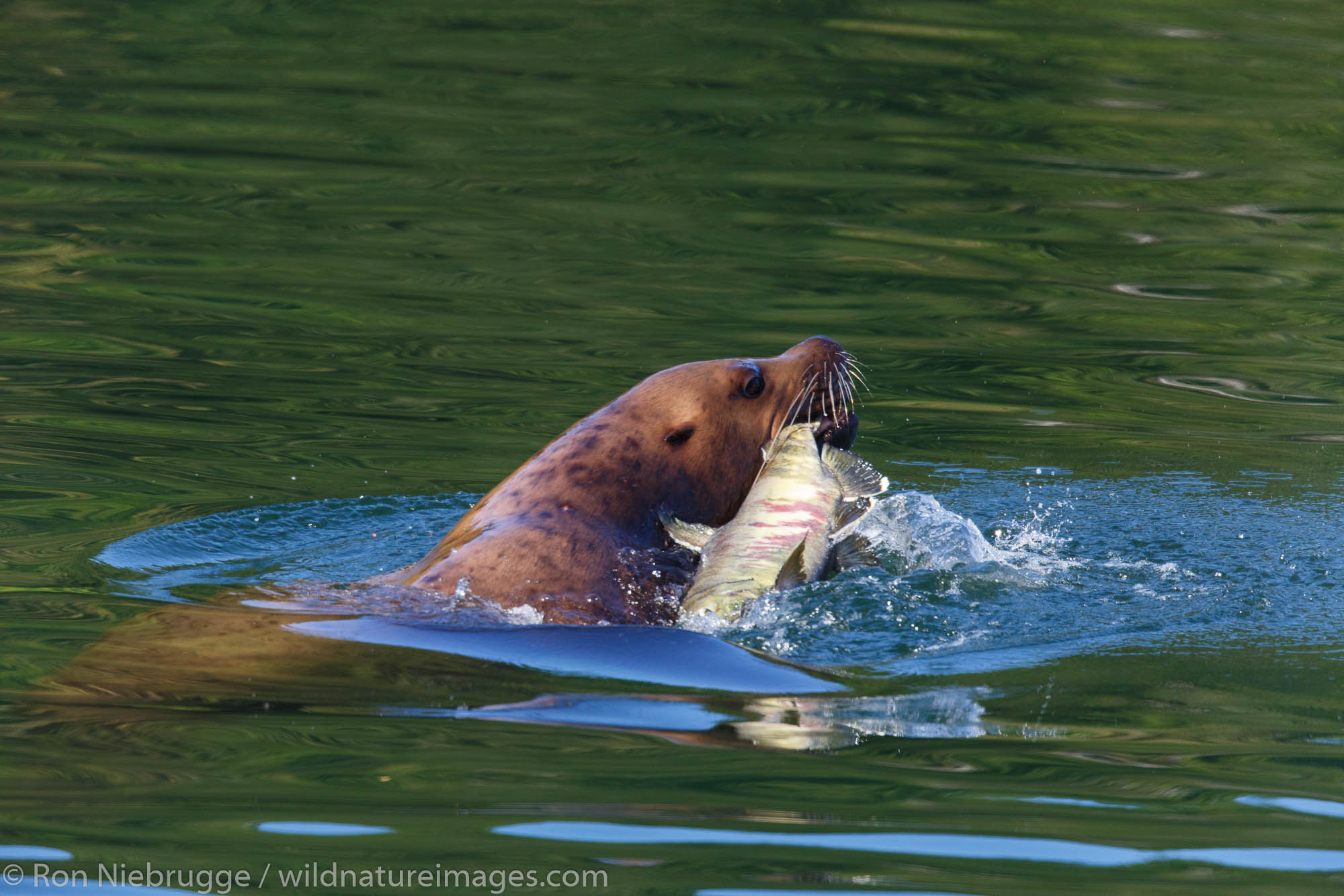 Sea lion feeds on salmon, Baranof Island, Tongass National Forest, Alaska.