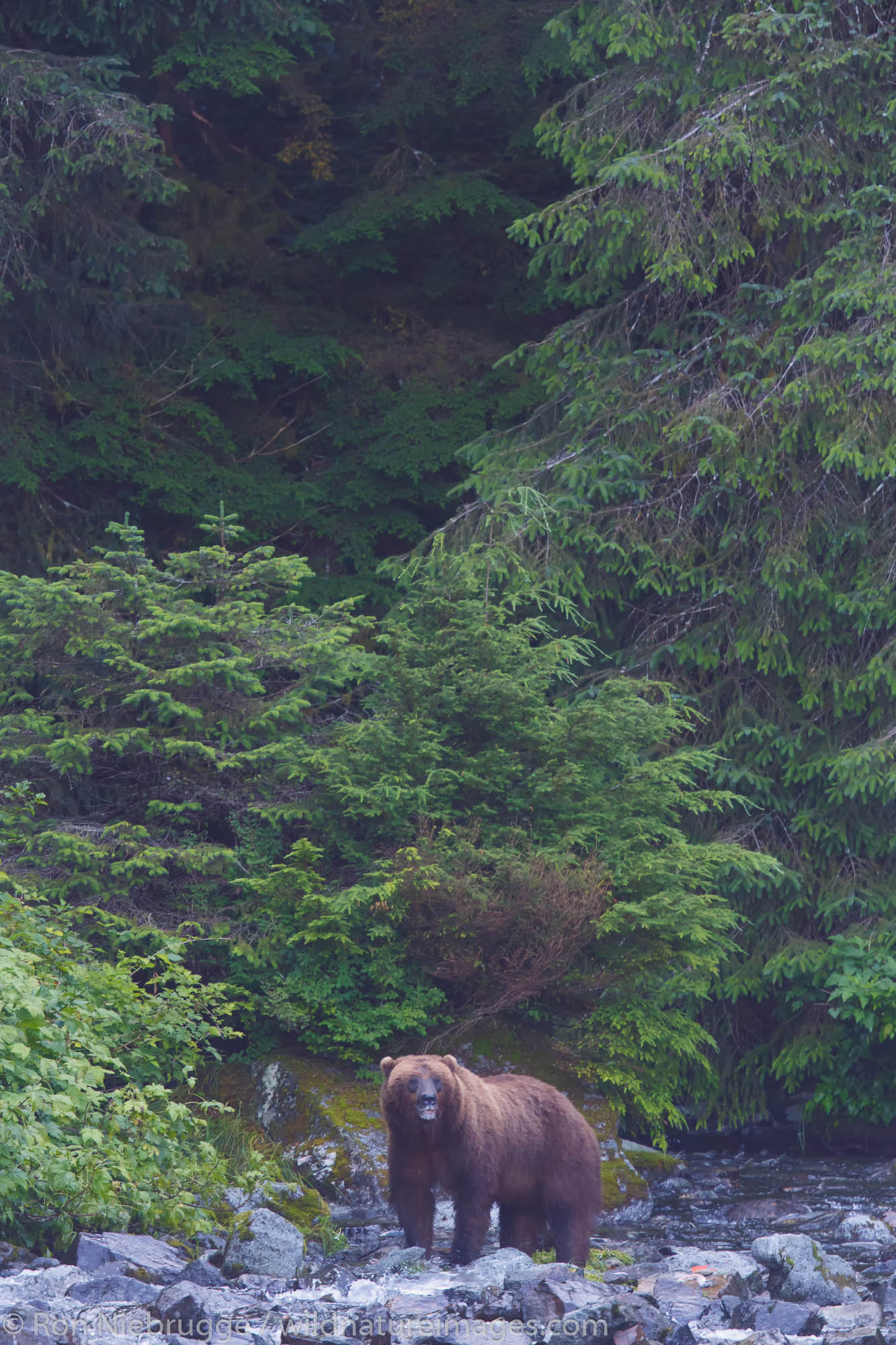 Brown bears feed on salmon, Baranof Island, Tongass National Forest, Alaska