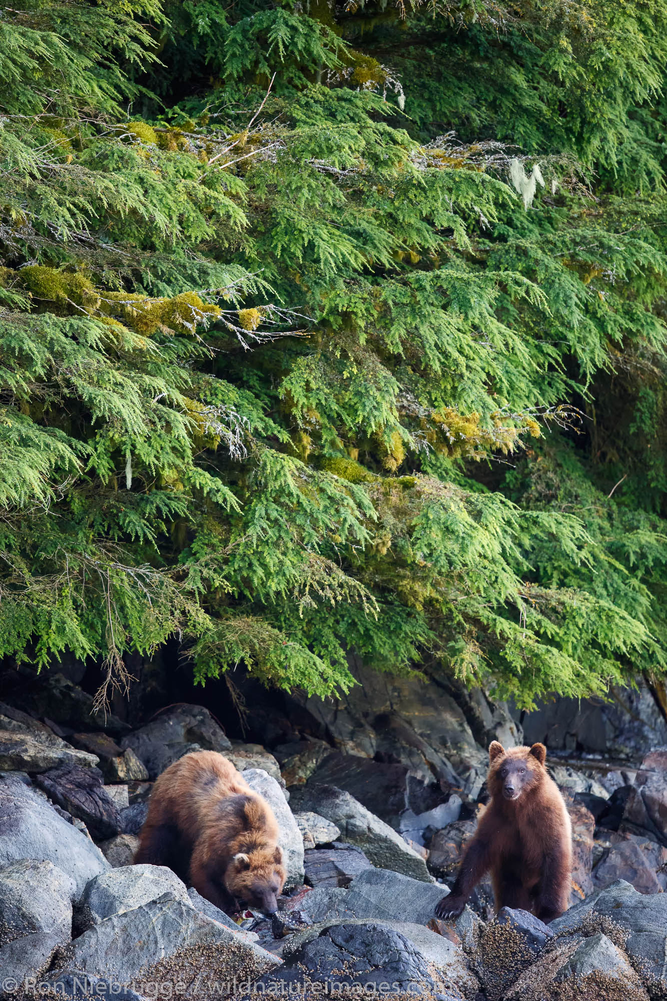 Brown bears feed on salmon, Baranof Island, Tongass National Forest, Alaska