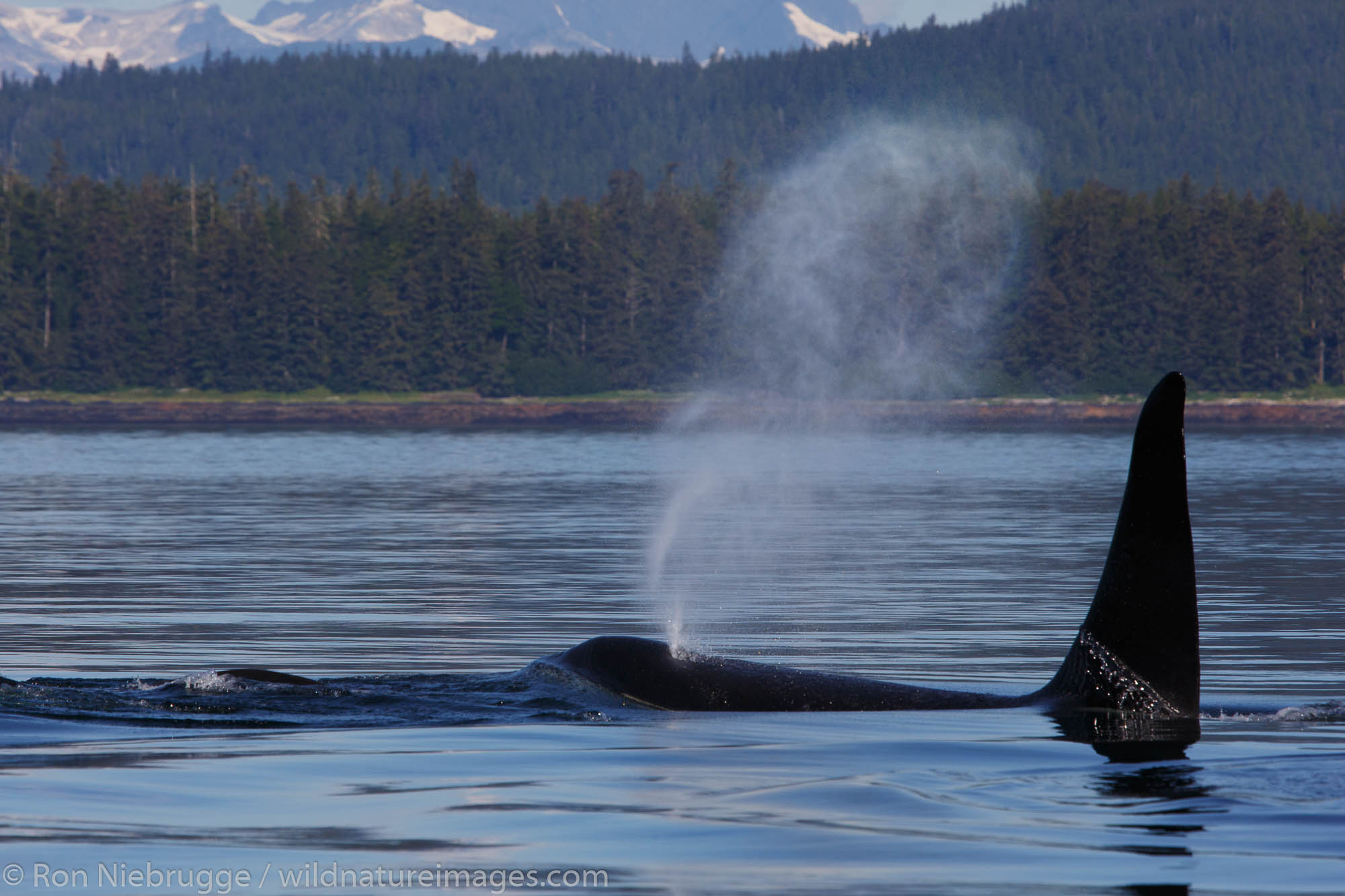 Orcas from the AF5 pod, Frederick Sound, Tongass National Forest, Alaska.